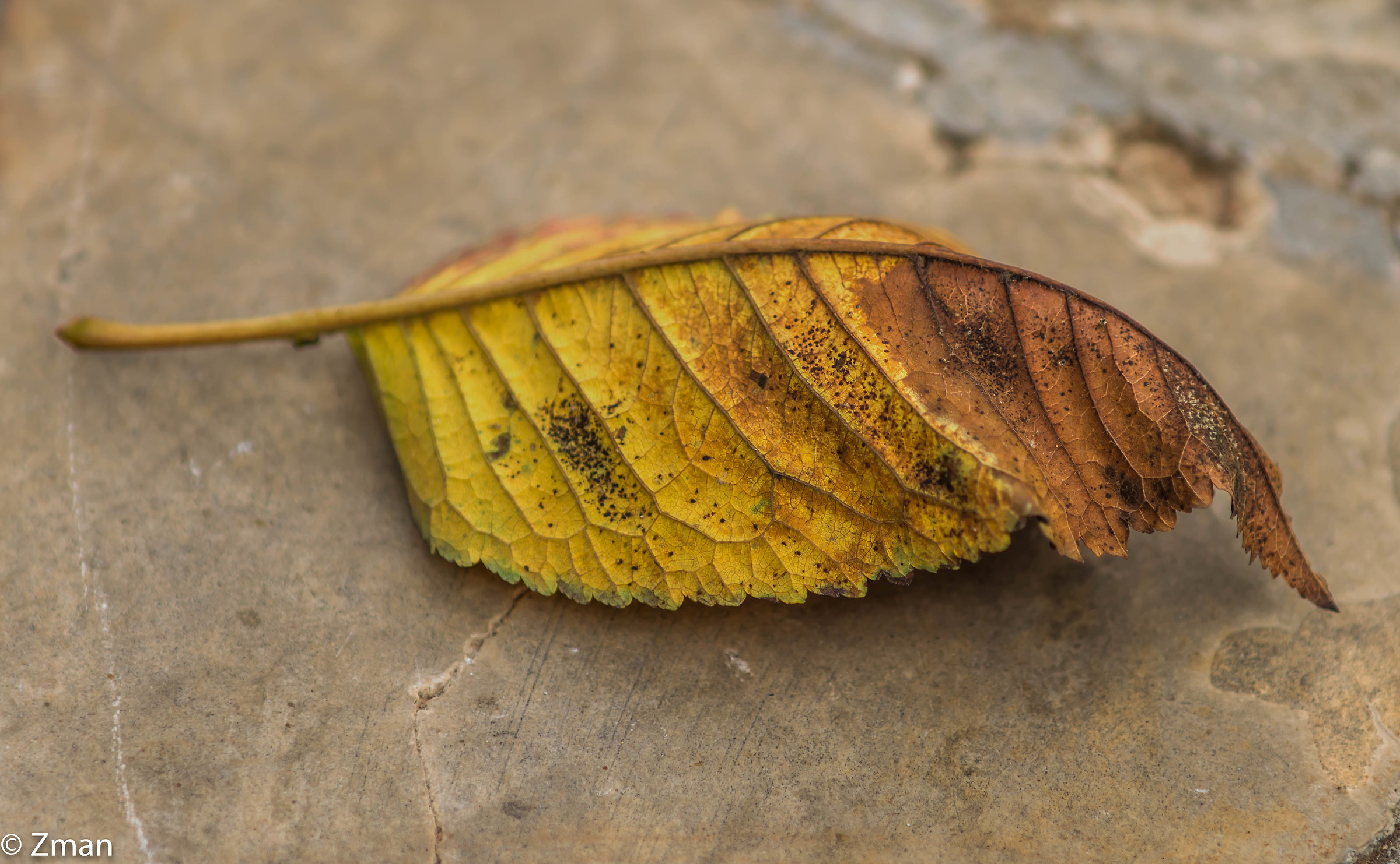 Fallen Leaf...