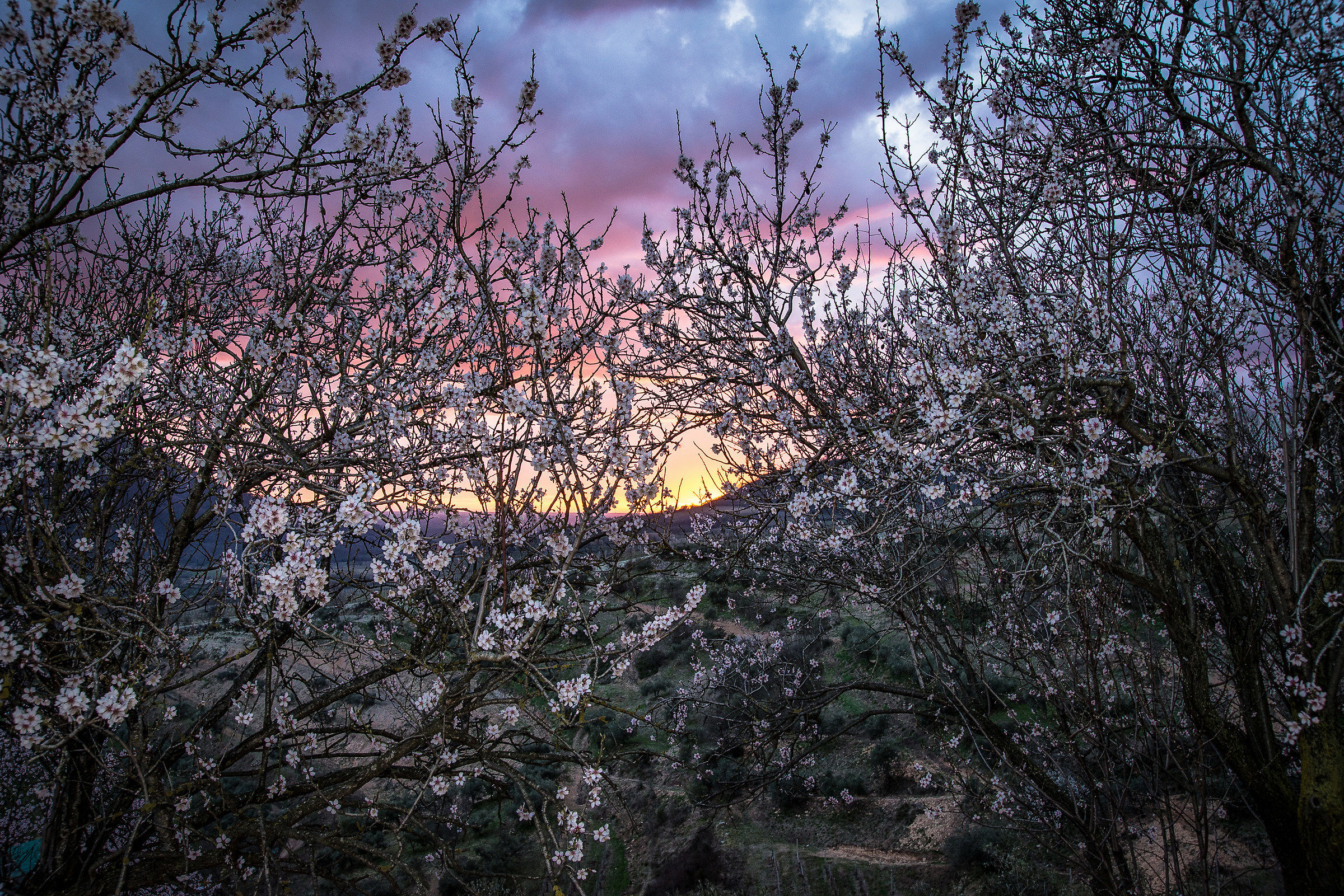La primavera...