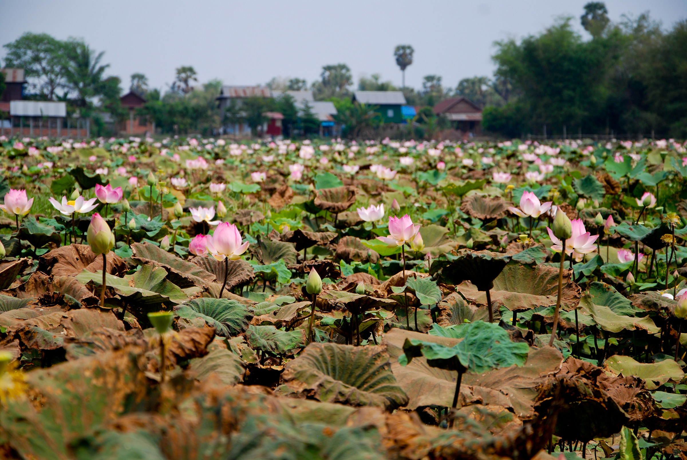 Lotus Plant...