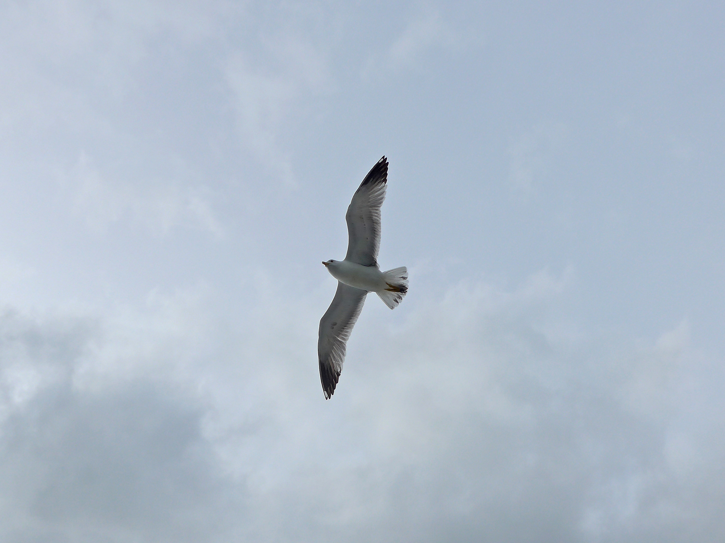 Seagull on the fly...