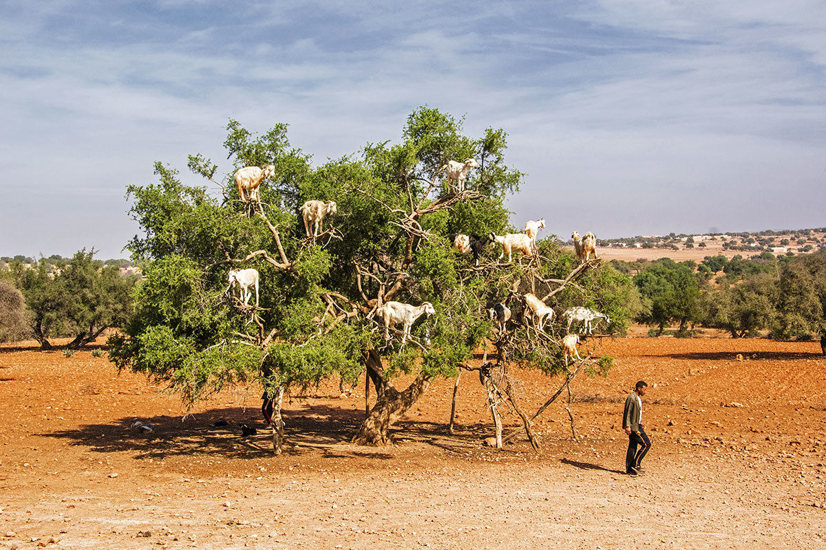 the tree of goats 1...