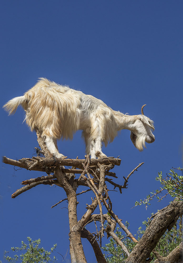 the tree of goats 3...