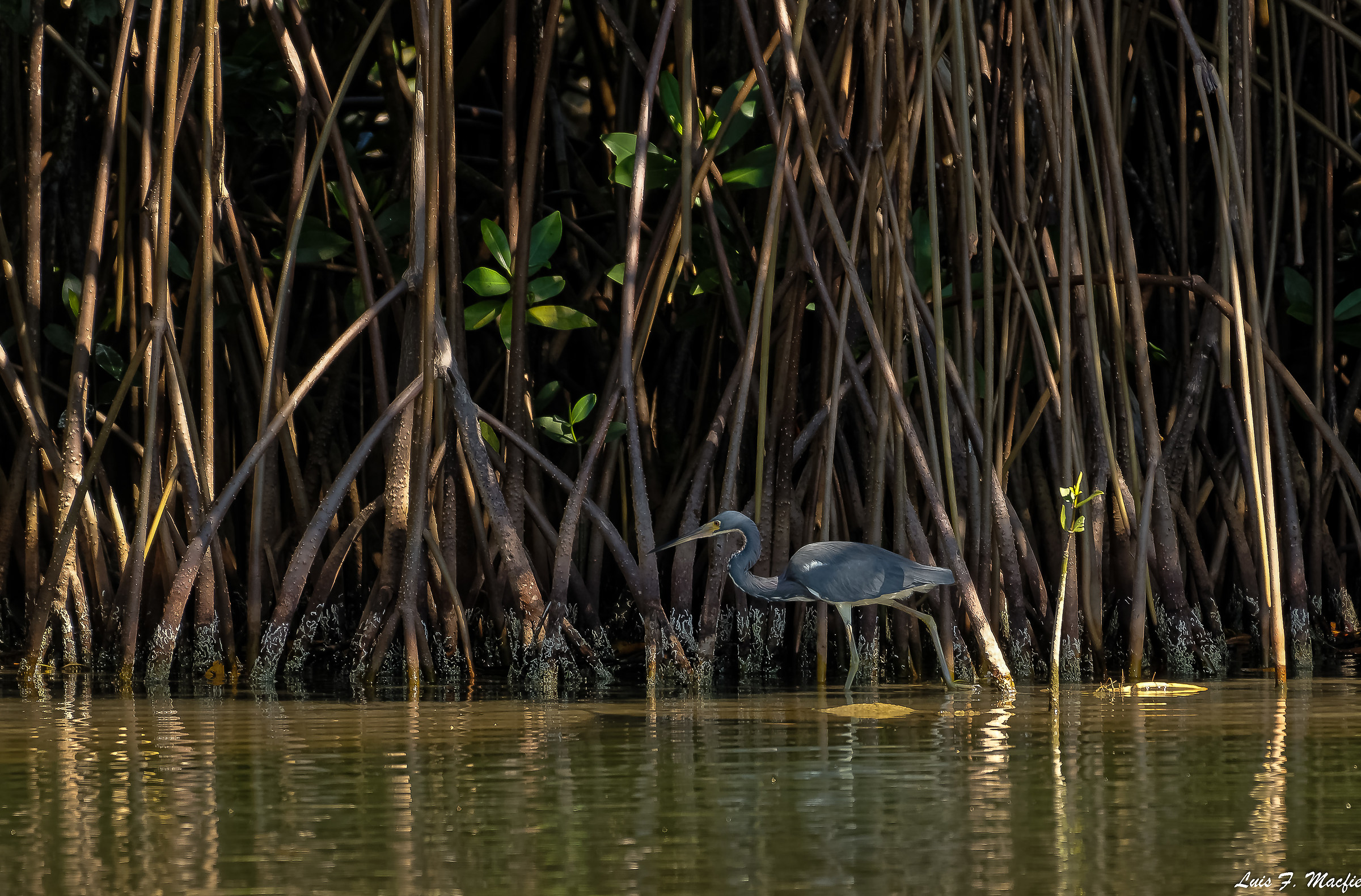 Egretta tricolor / Tricolored Heron / Tricolored Heron...