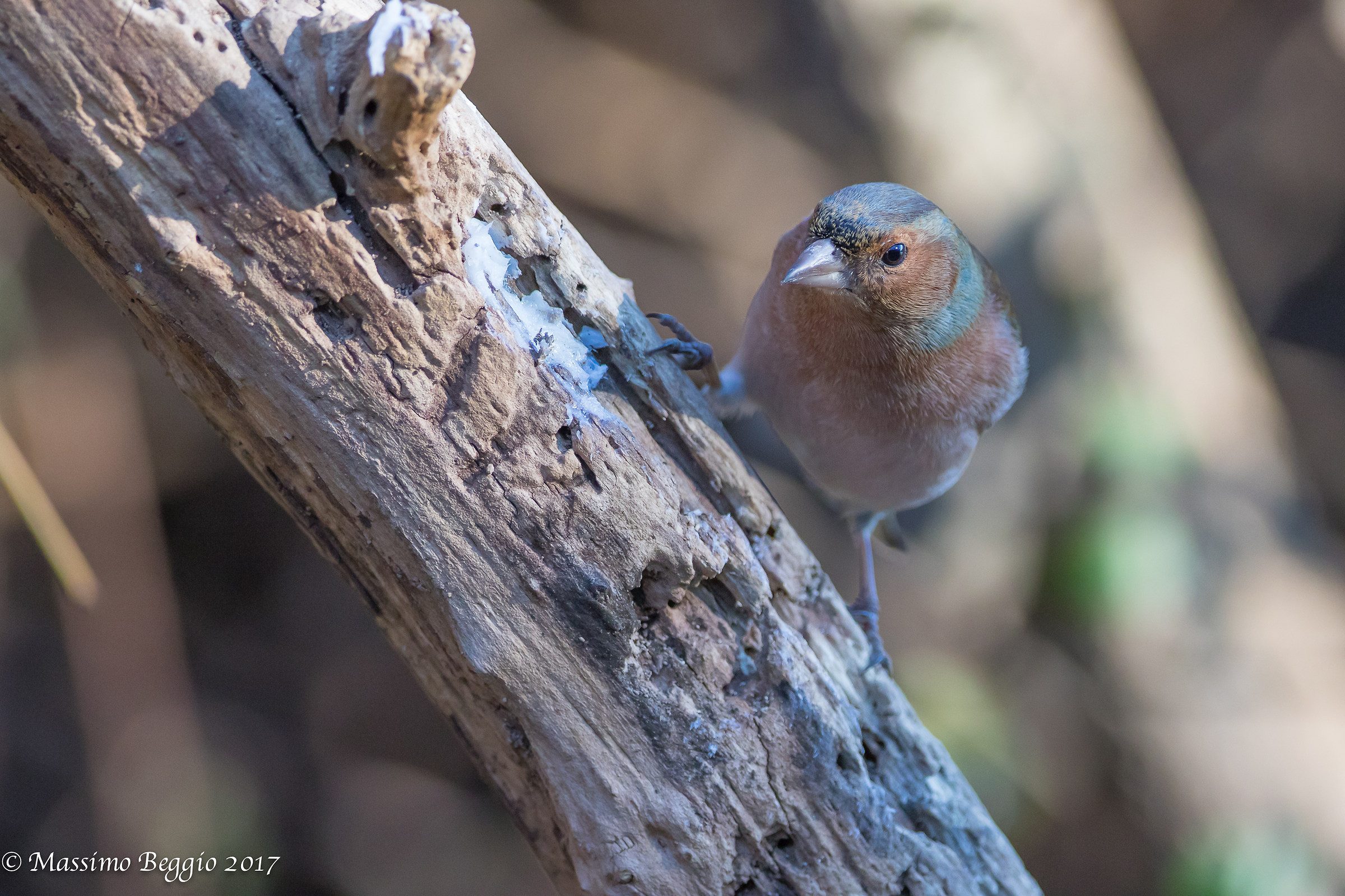 curious Chaffinch...
