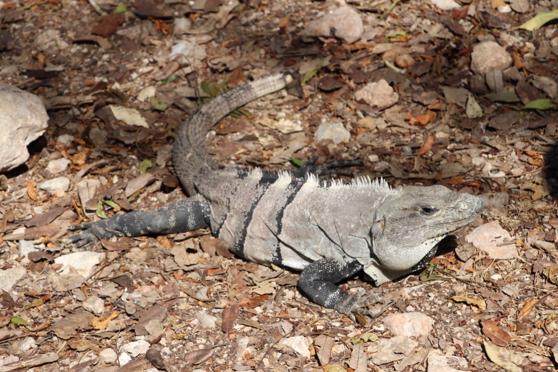 Mexico Uxmal Iguana...