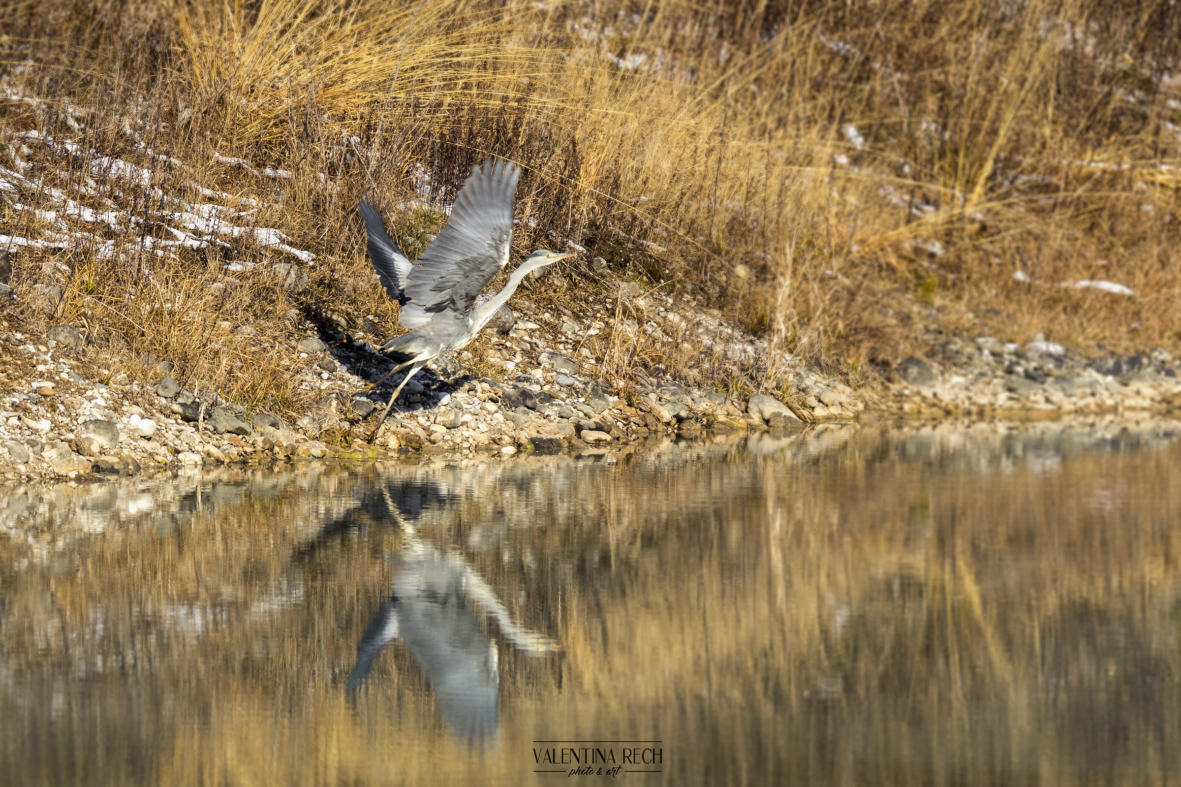 The departure gray heron...