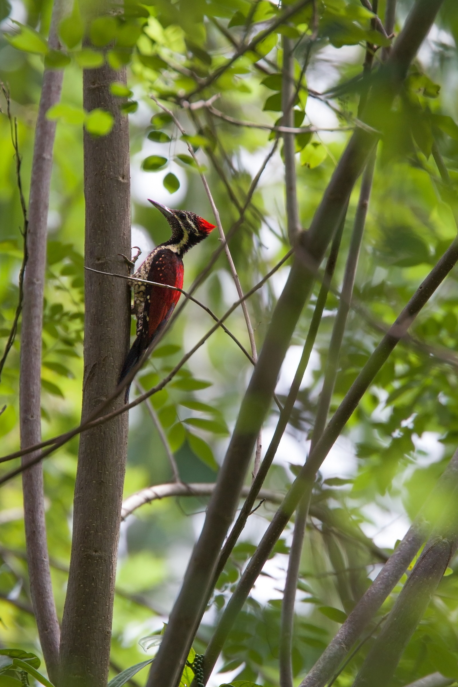 Black-rumped Flameback (Red-backed Woodpecker)...