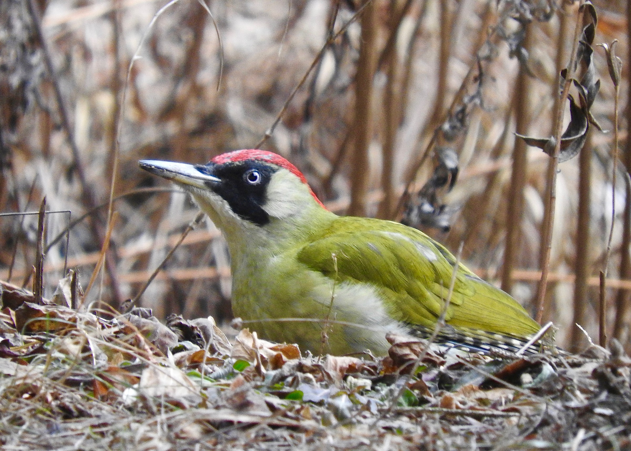 Green woodpecker...