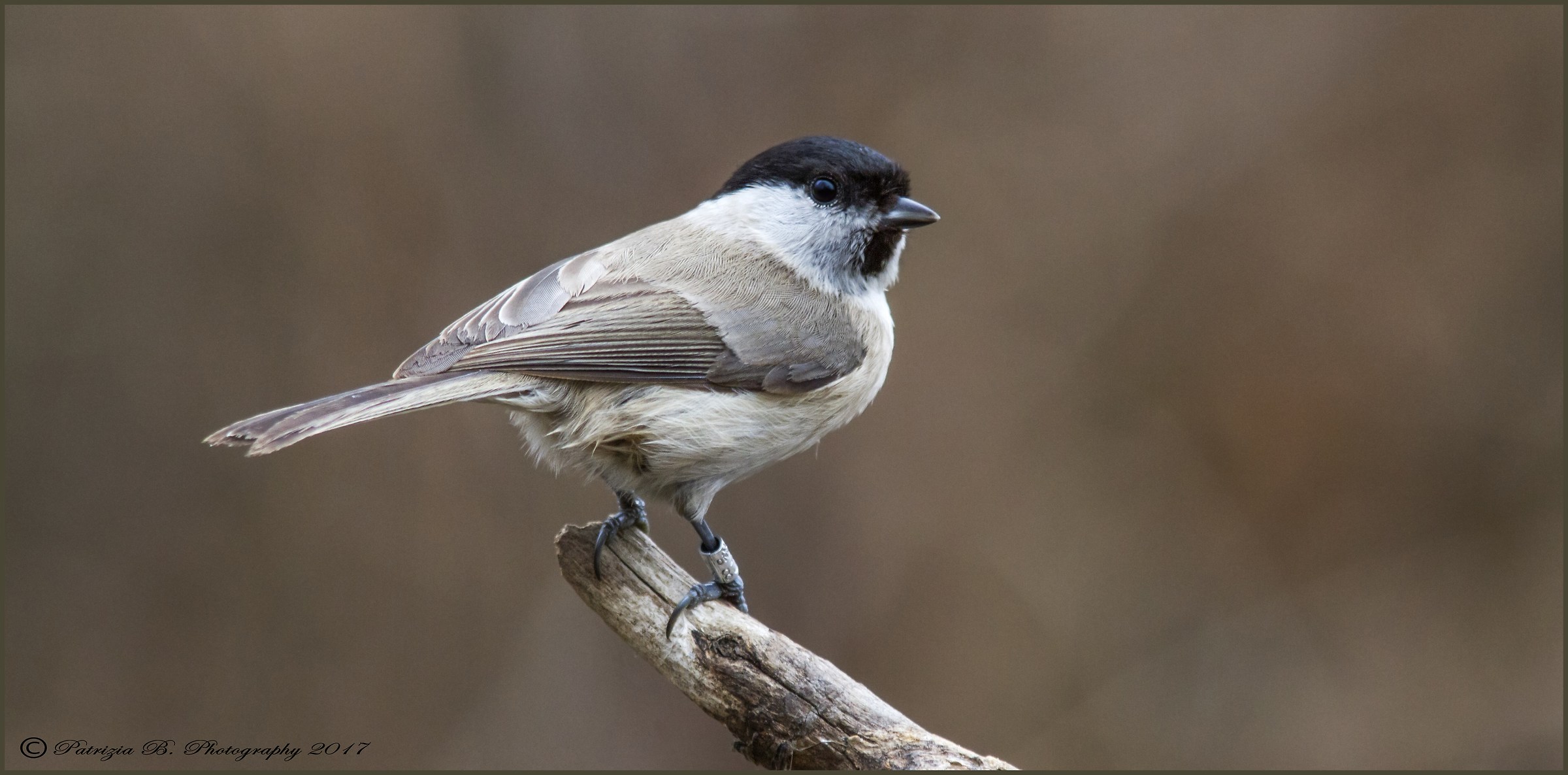 Marsh Tit....