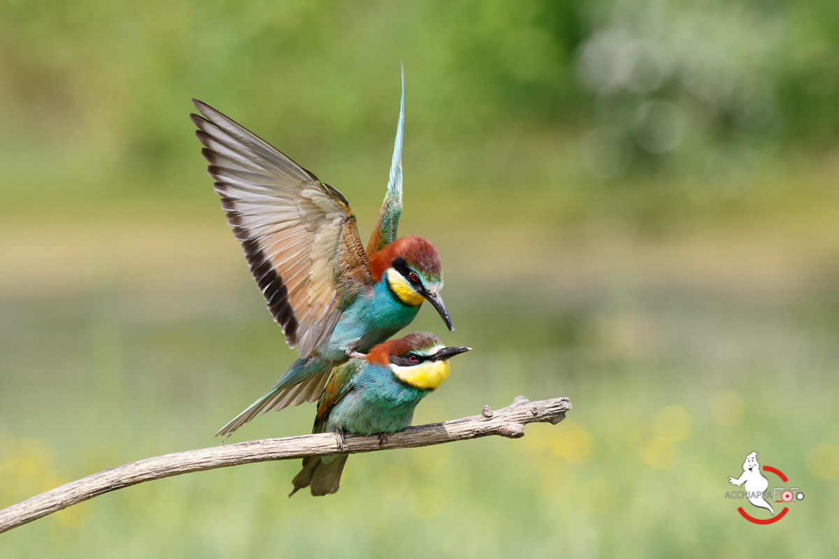 Bee-eaters pair...