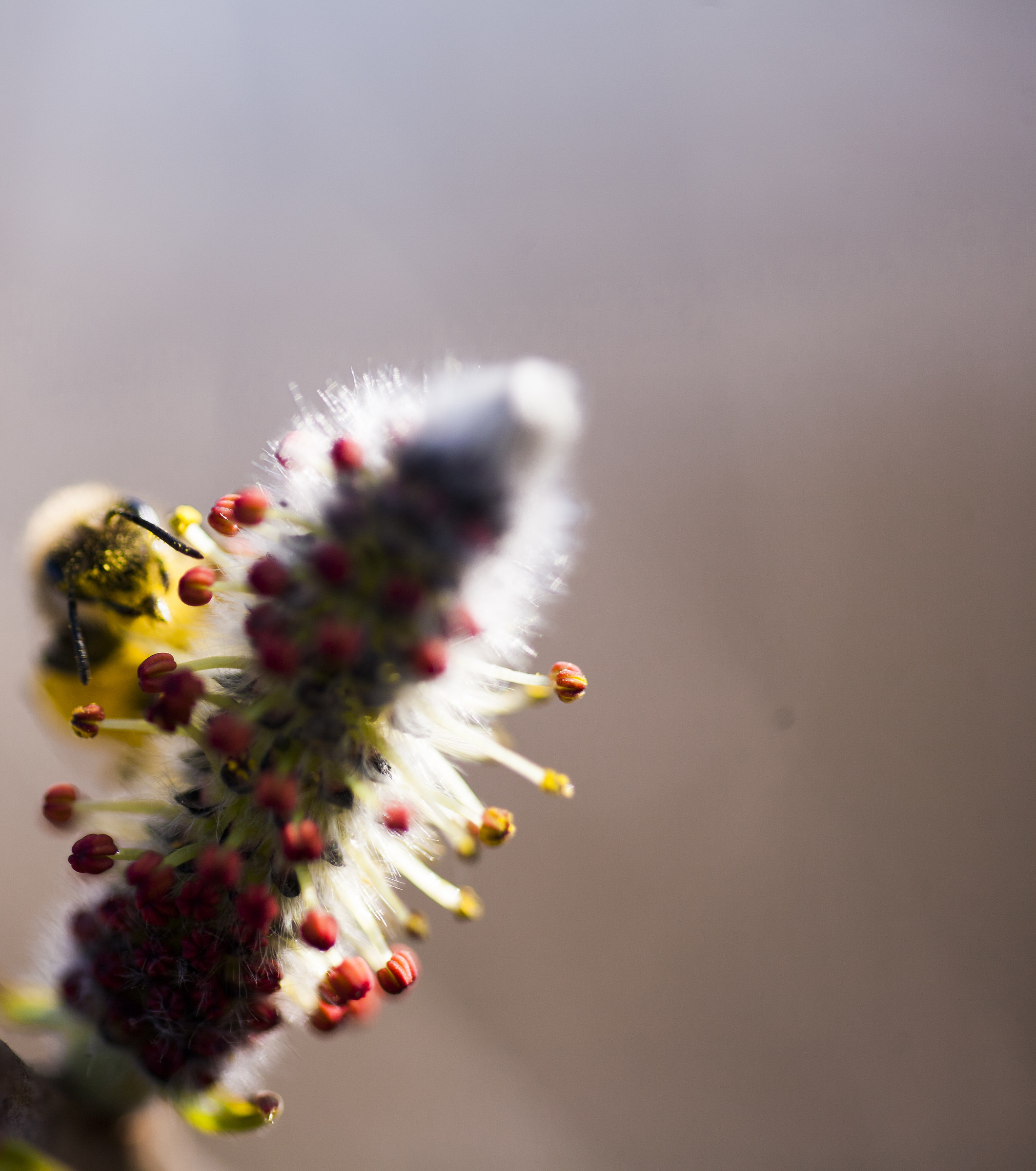 The bee on duty...