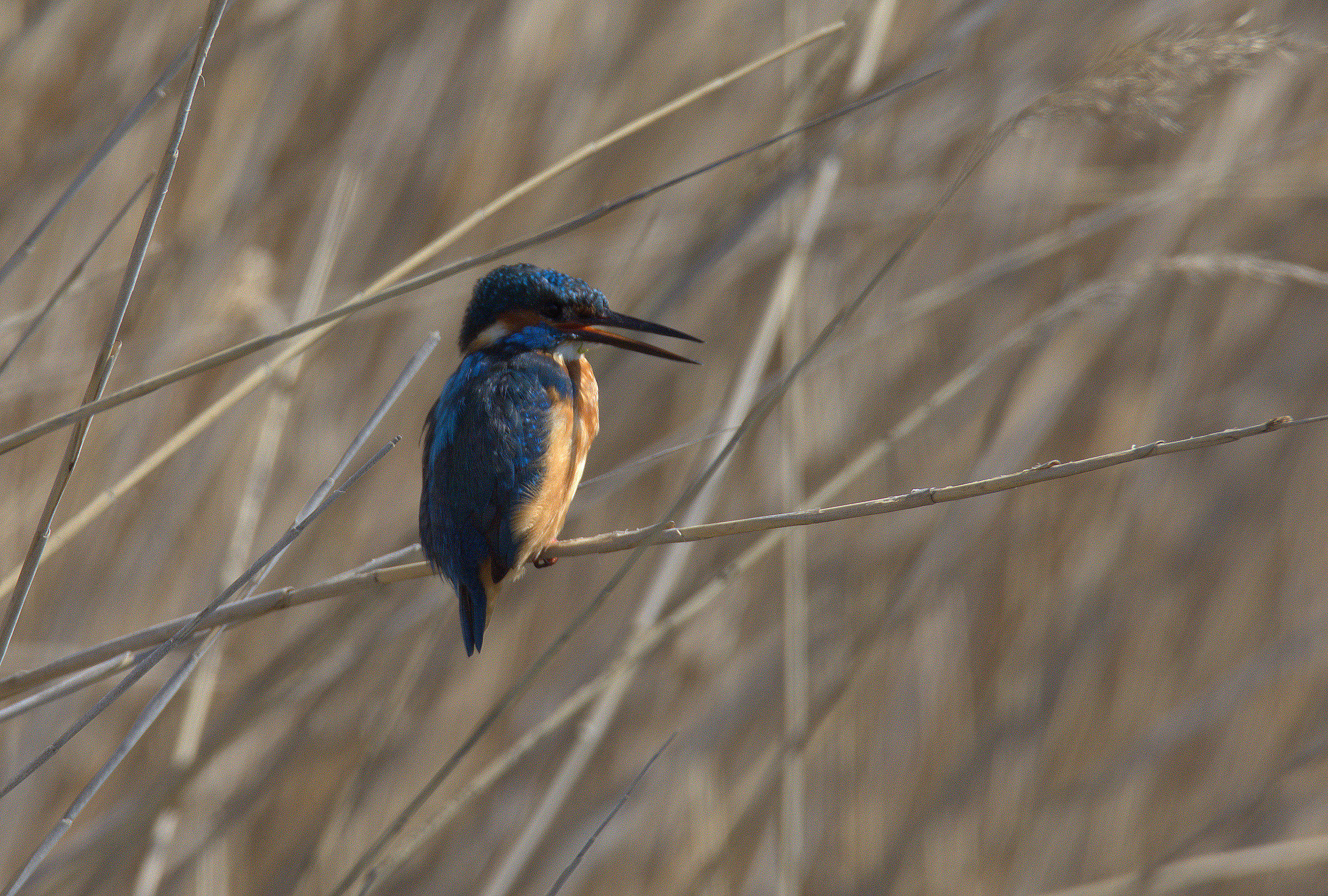 Kingfisher...