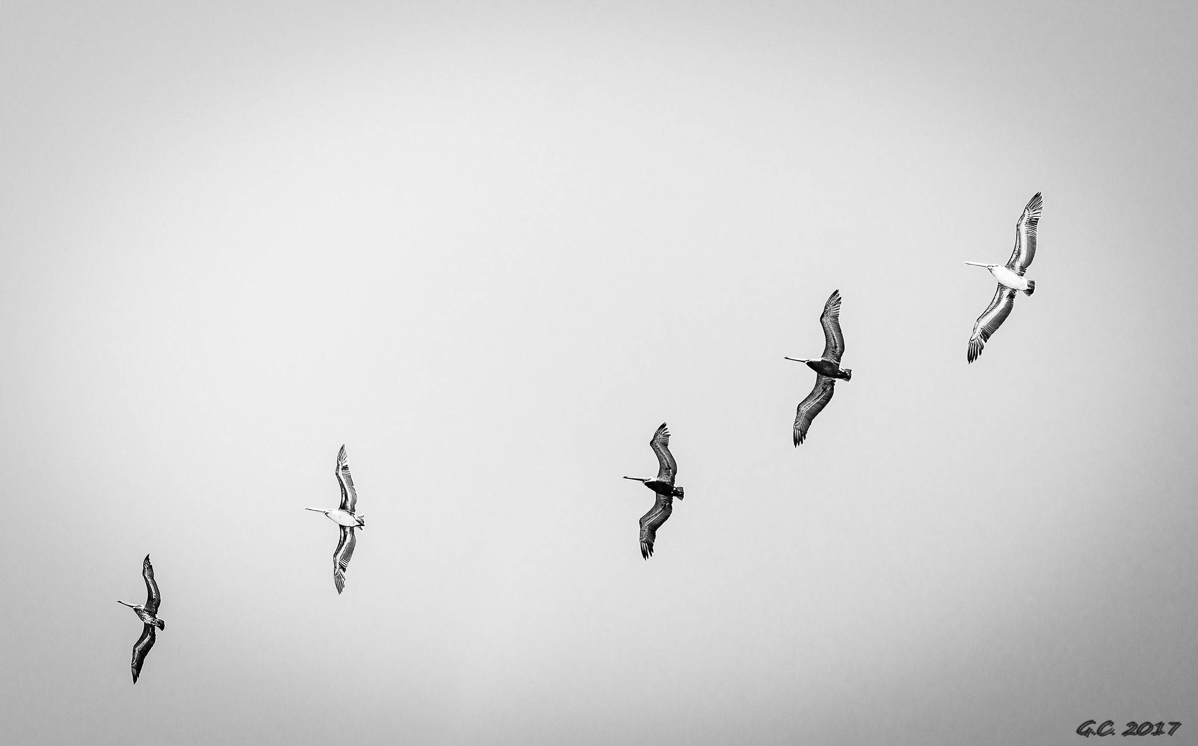 pelicans...