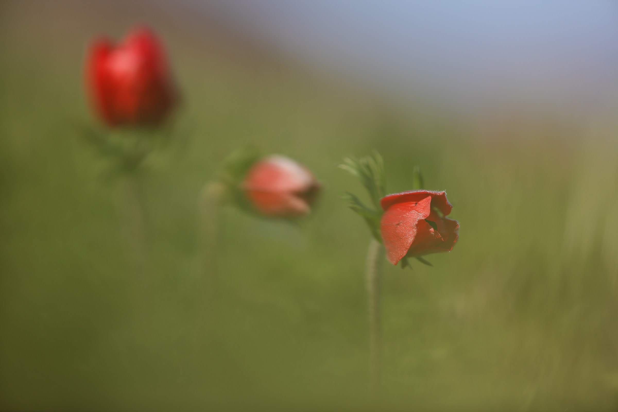 Anemone coronaria...