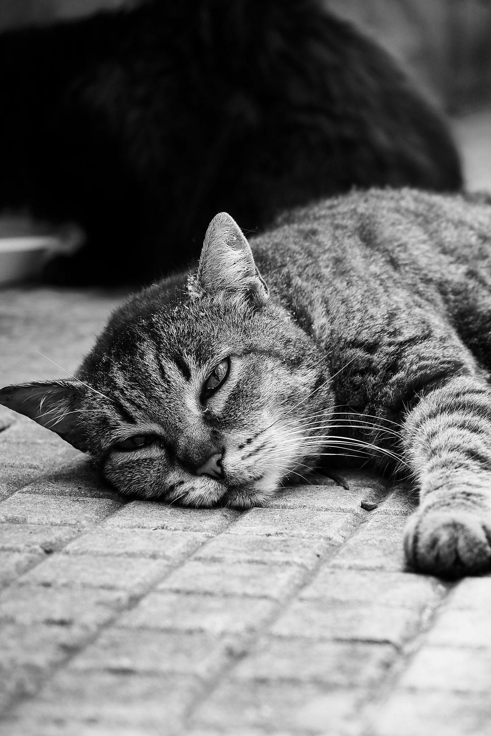 Micio...