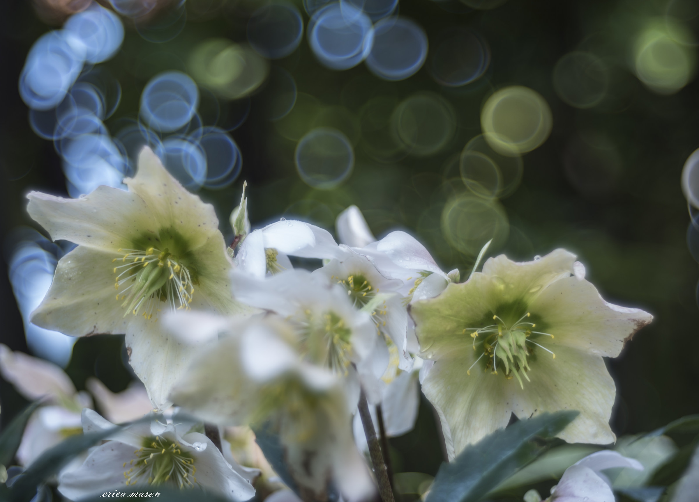 among the hellebores .....