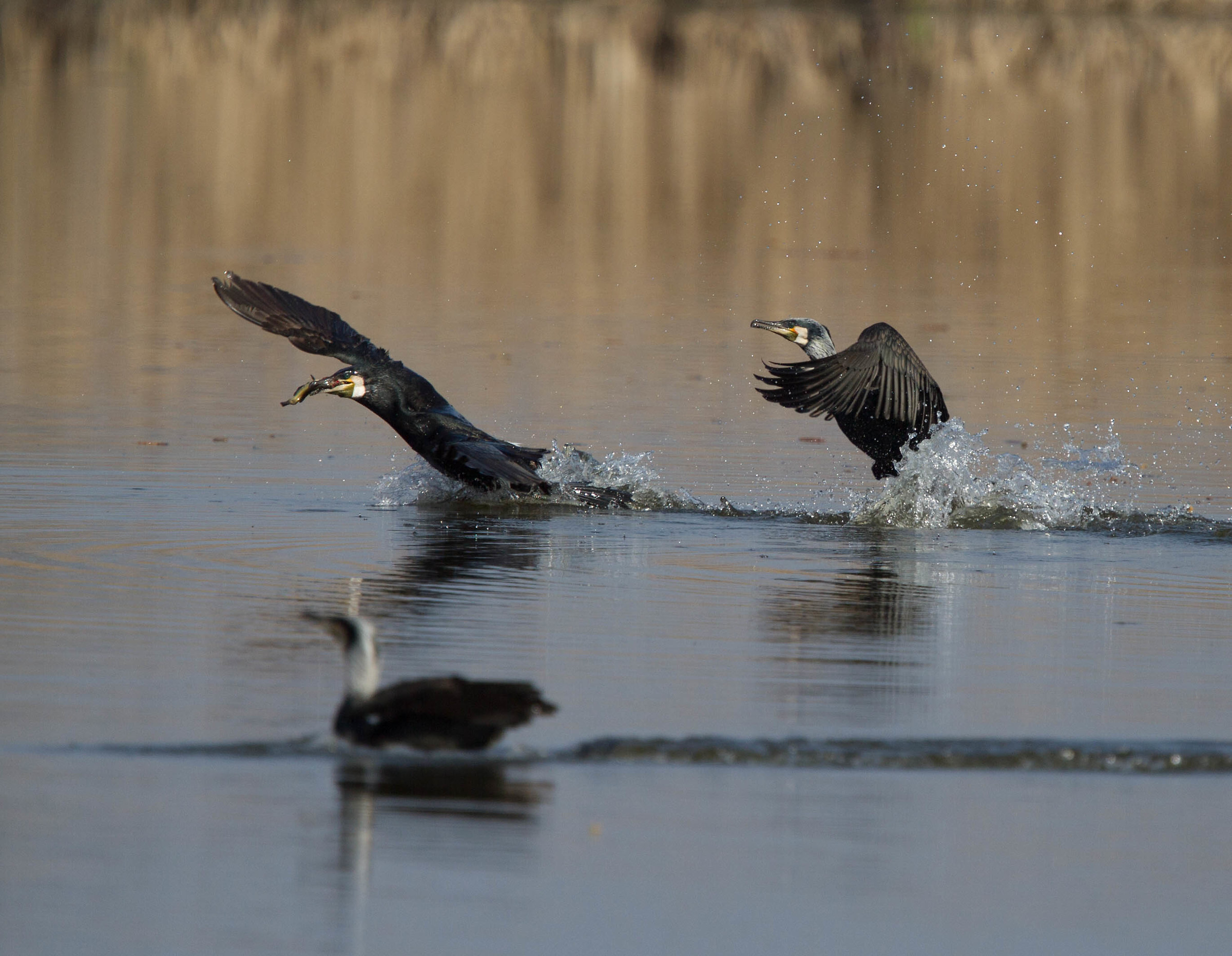 Cormorani...