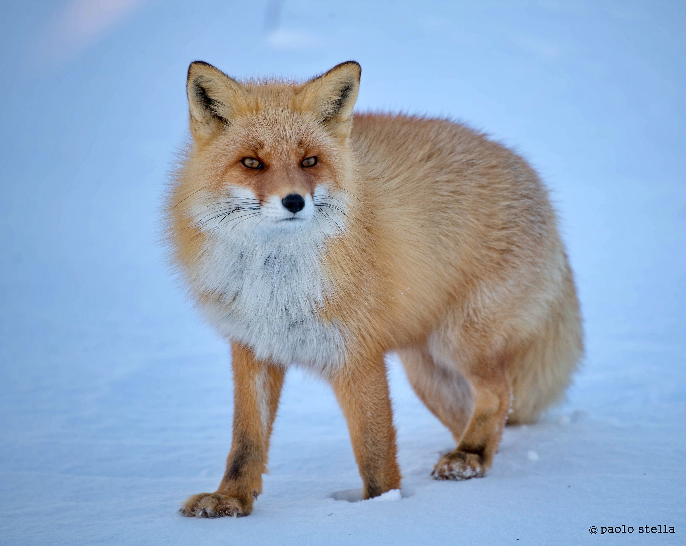 red fox - portrait...