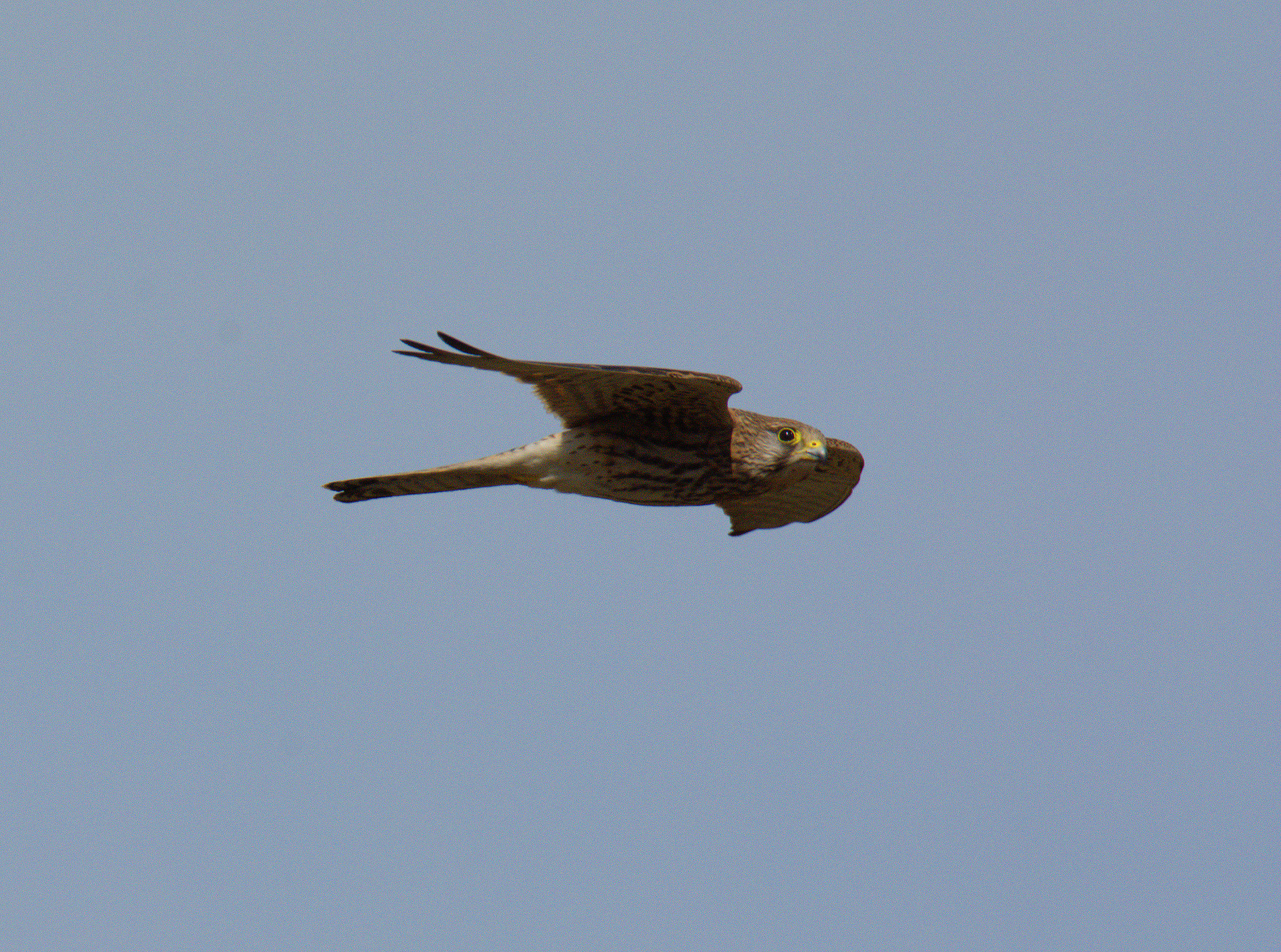 Kestrel...