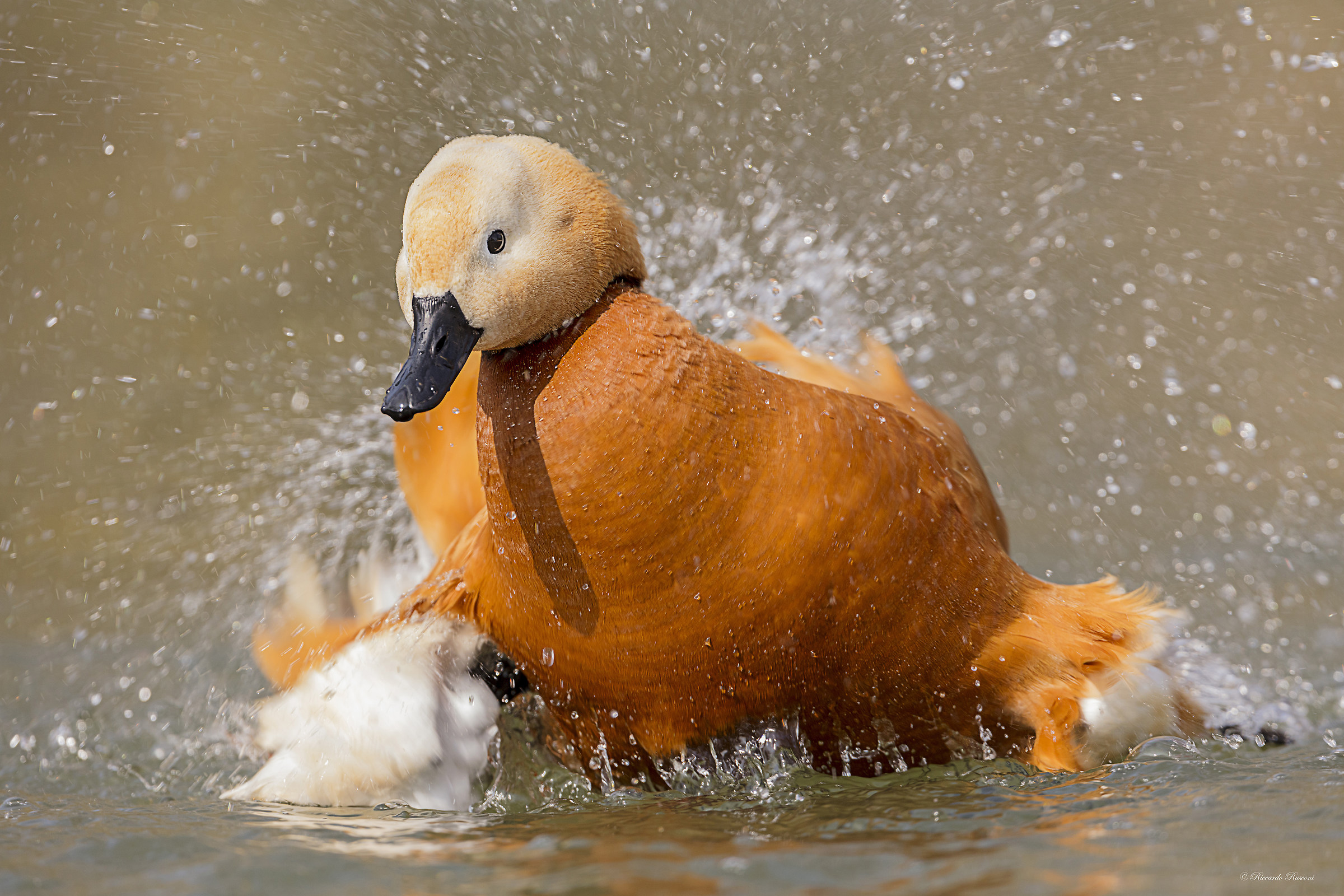 duck shelduck...