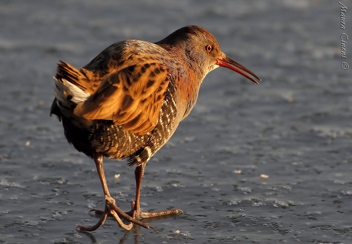 Water rail at sunset on the ice...