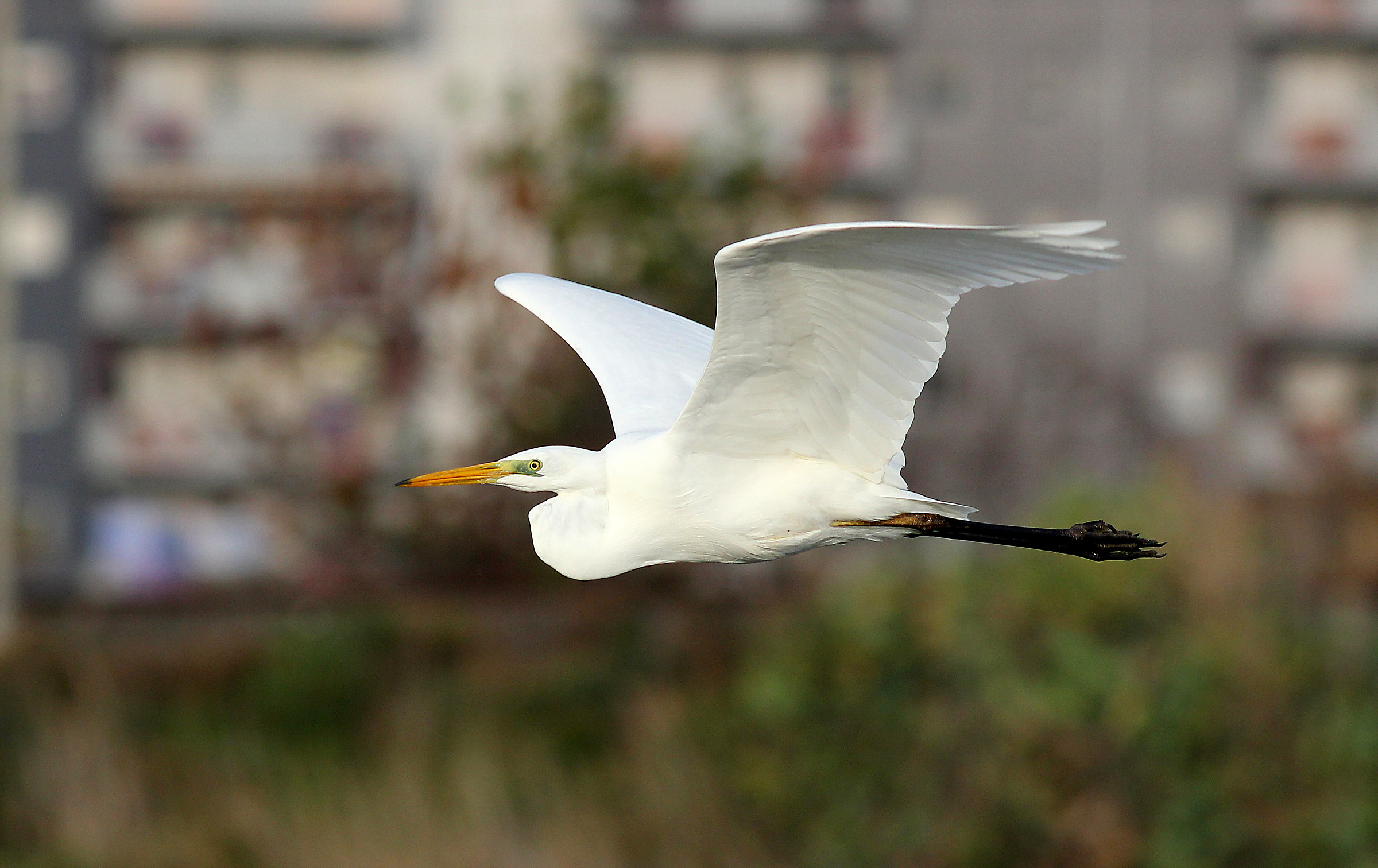 White heron in flight....