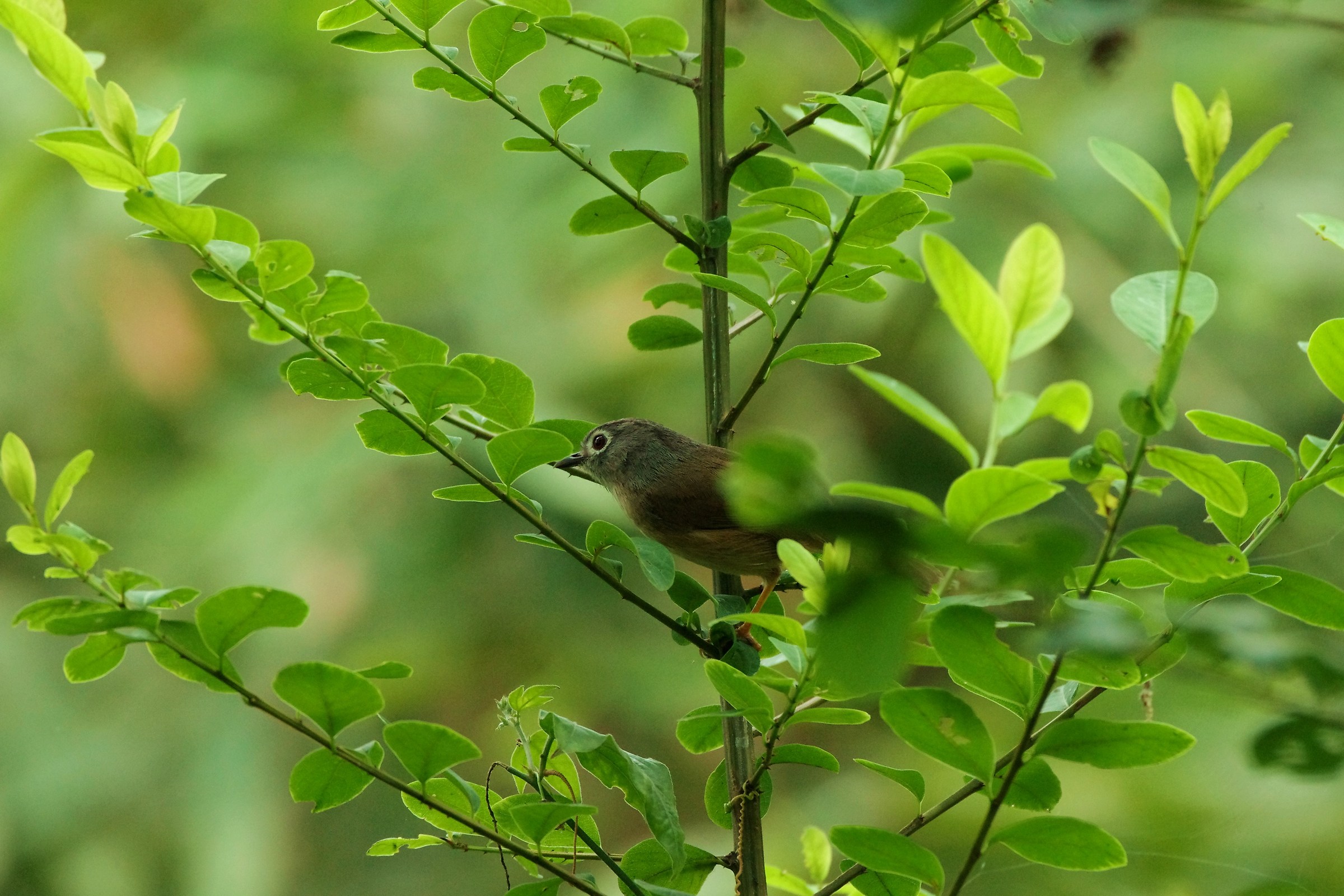 Grey-cheeked Fulvetta...