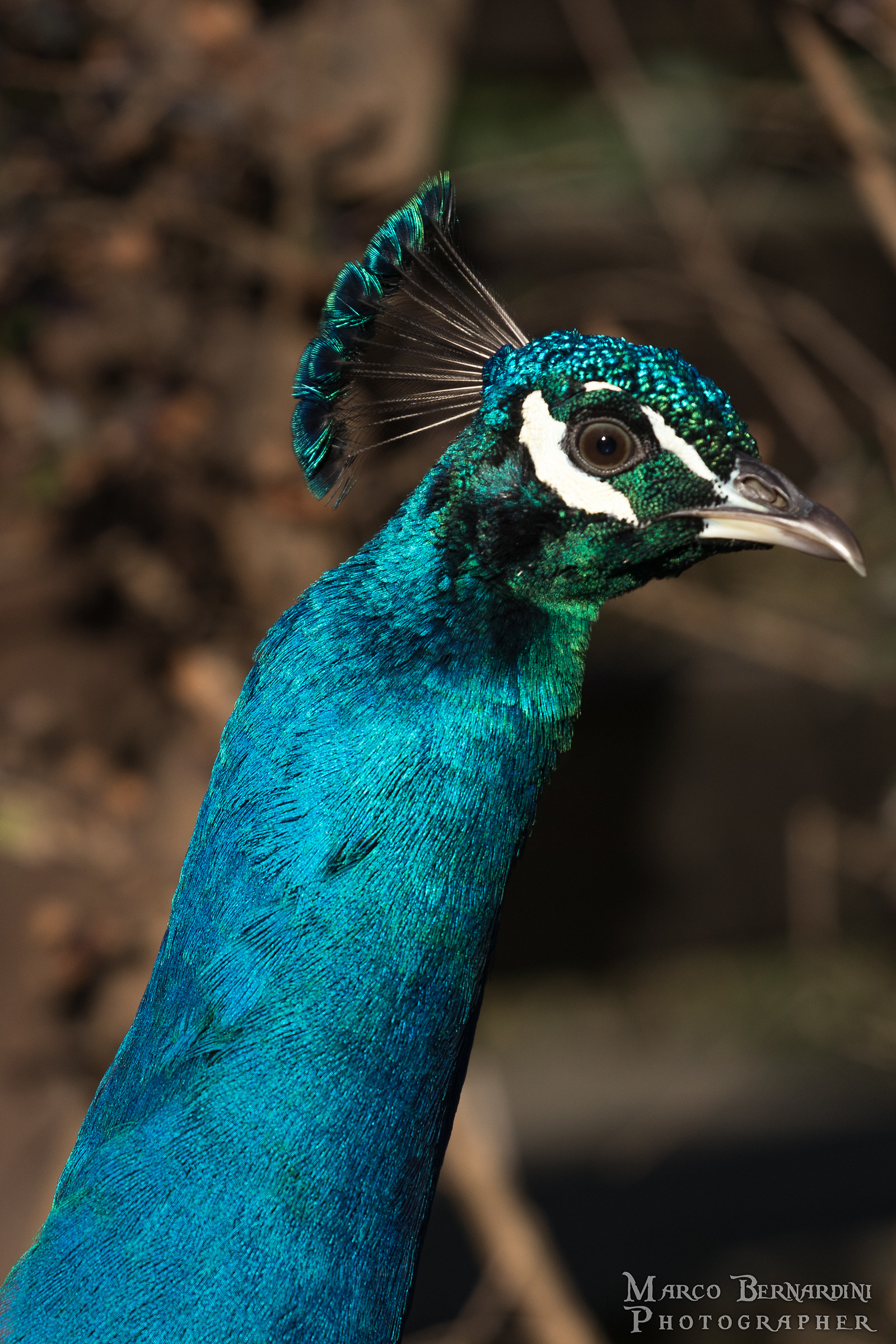 Peacock 1...