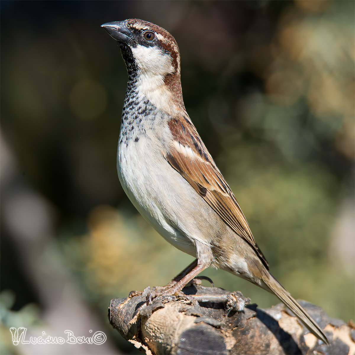 sparrow male...