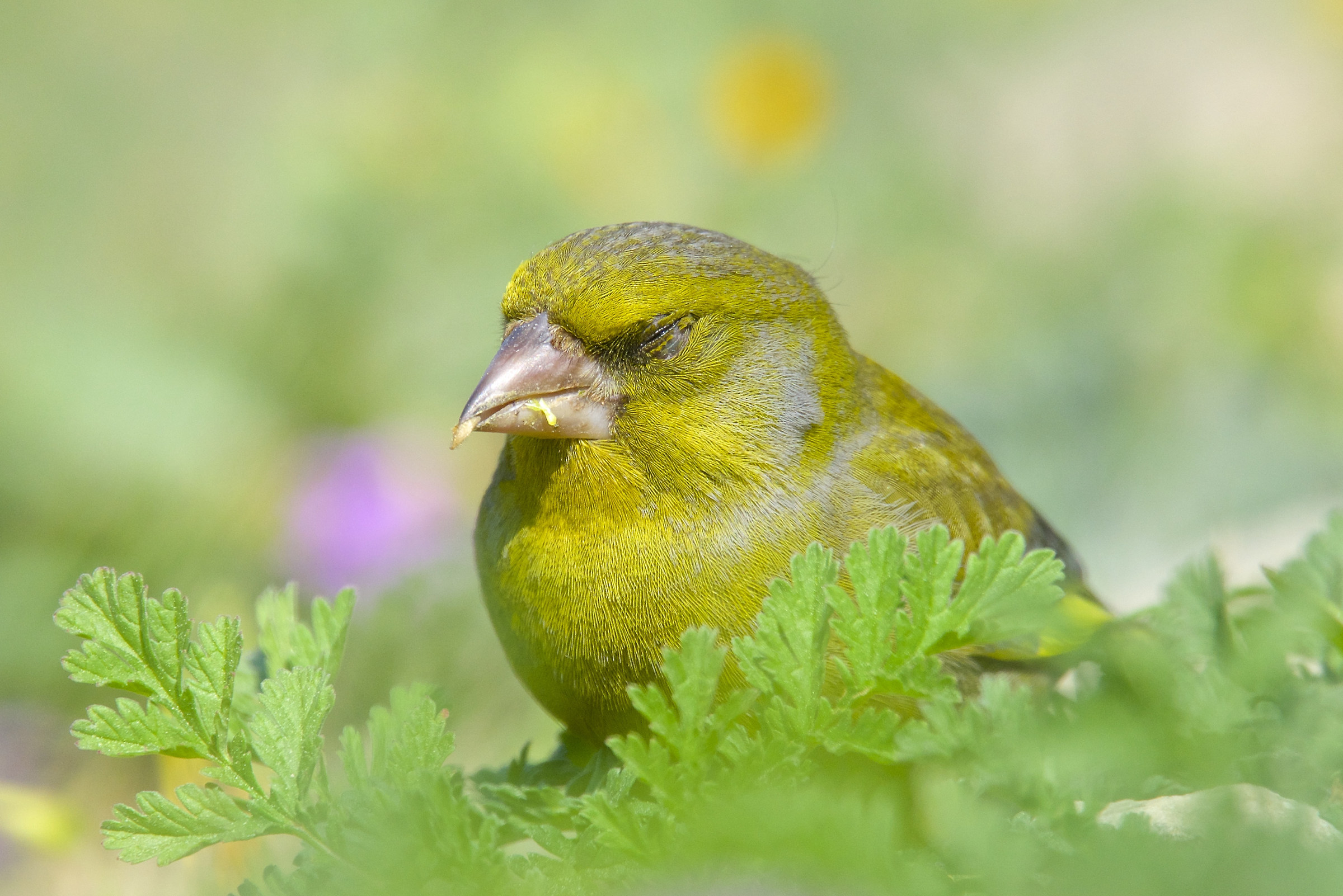 The nap of the greenfinch...