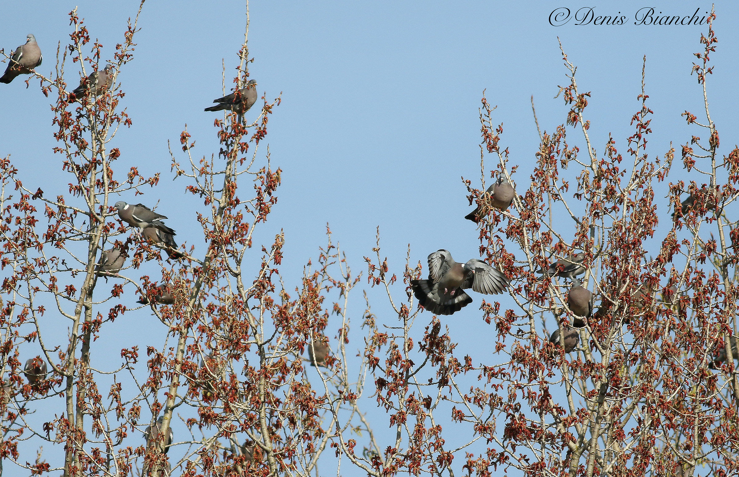 Pigeons poplars...