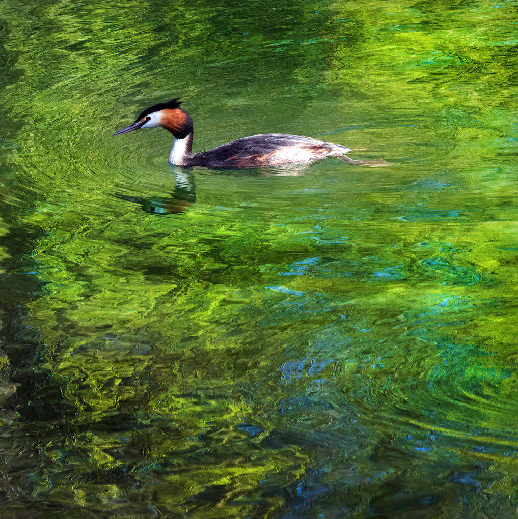 Grebe in Emerald...