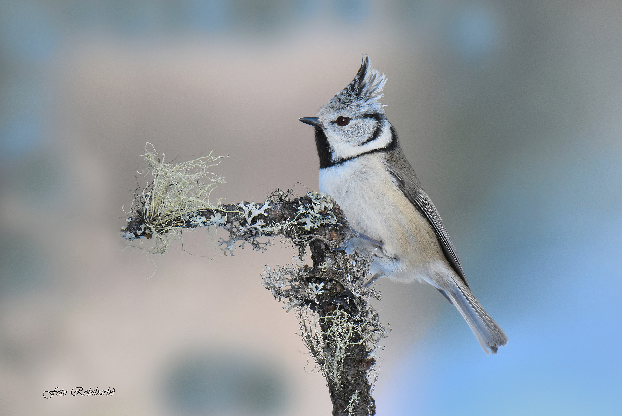 Crested tit ......