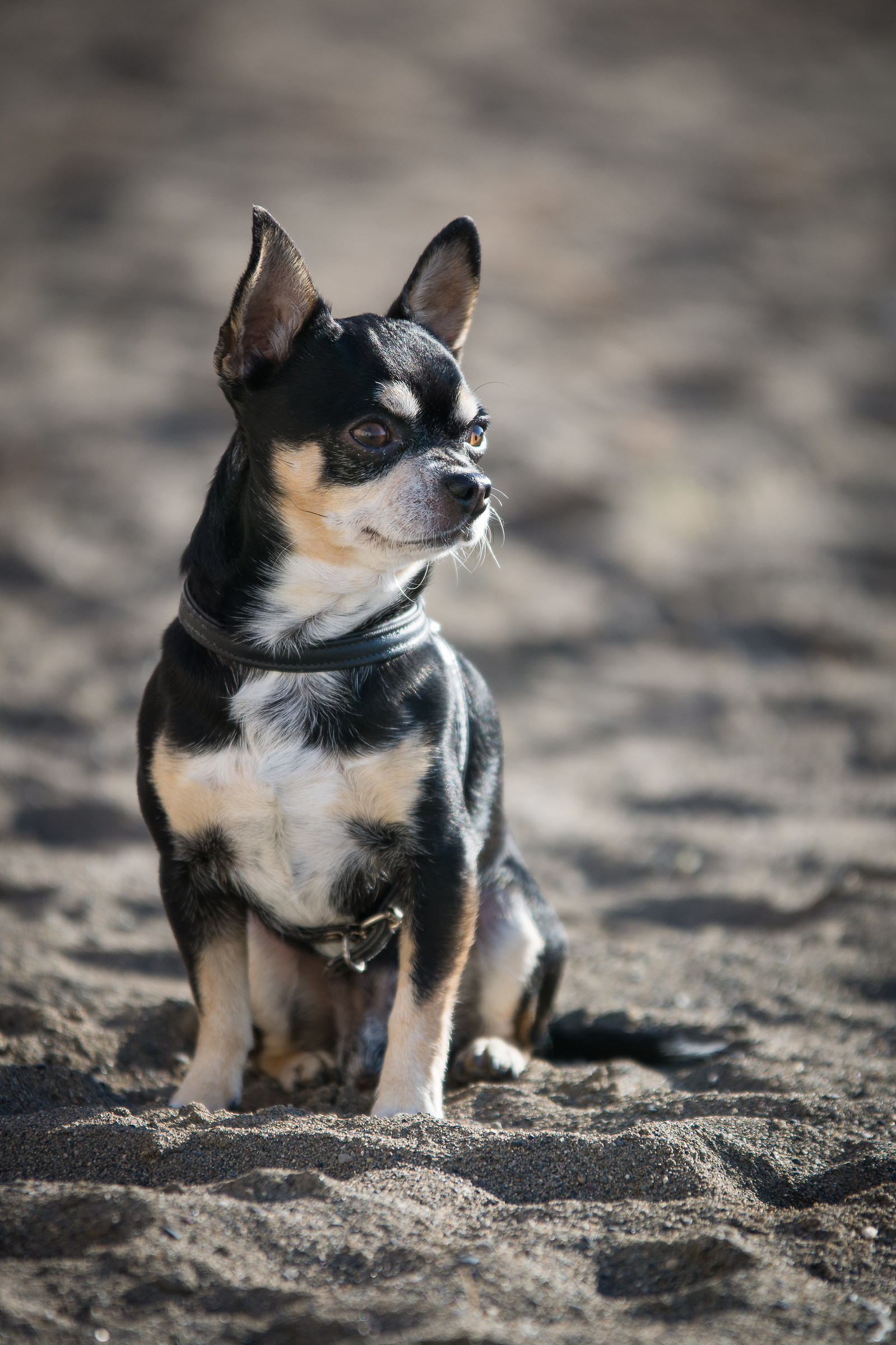 mini dog...