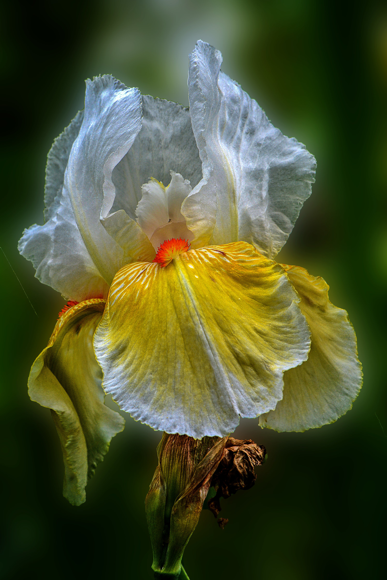 Iris florentina...