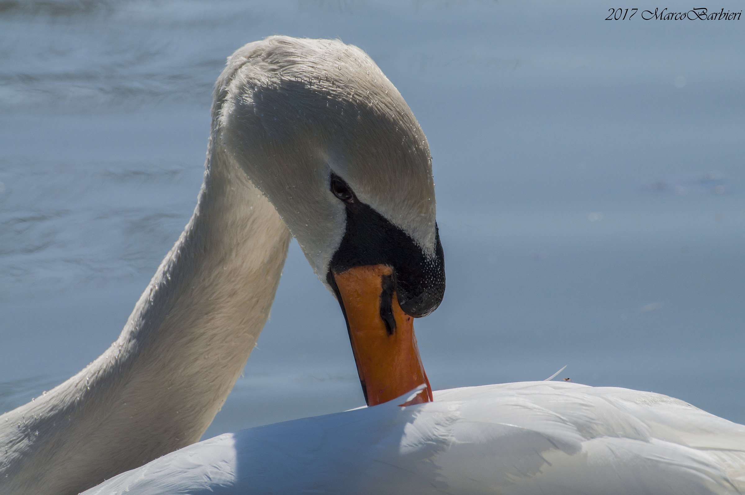 Swan...