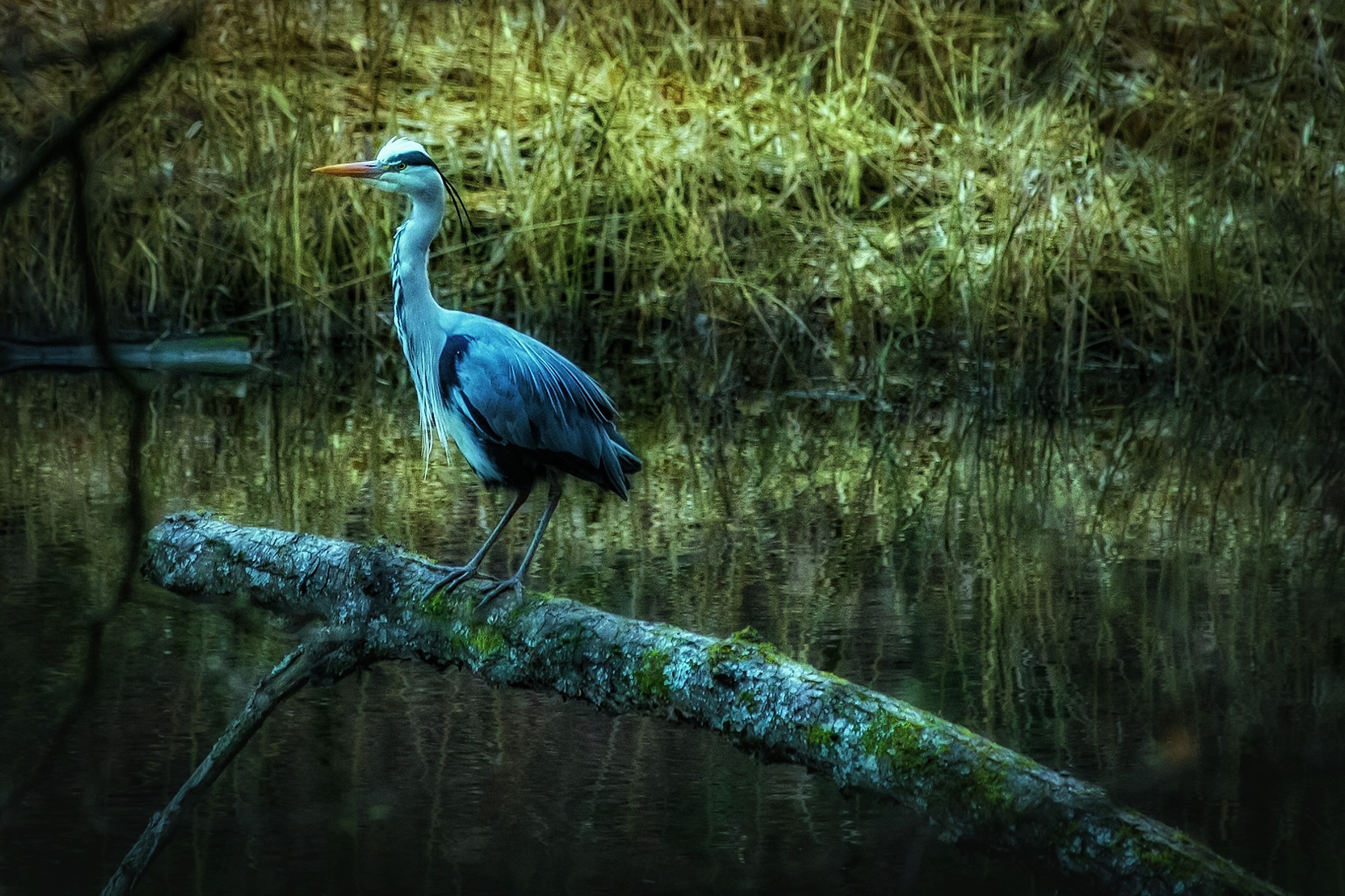 Heron at end of day...