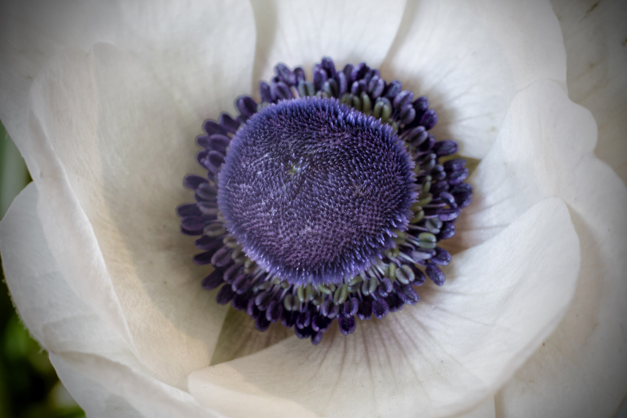 In the heart dell'anemone ........