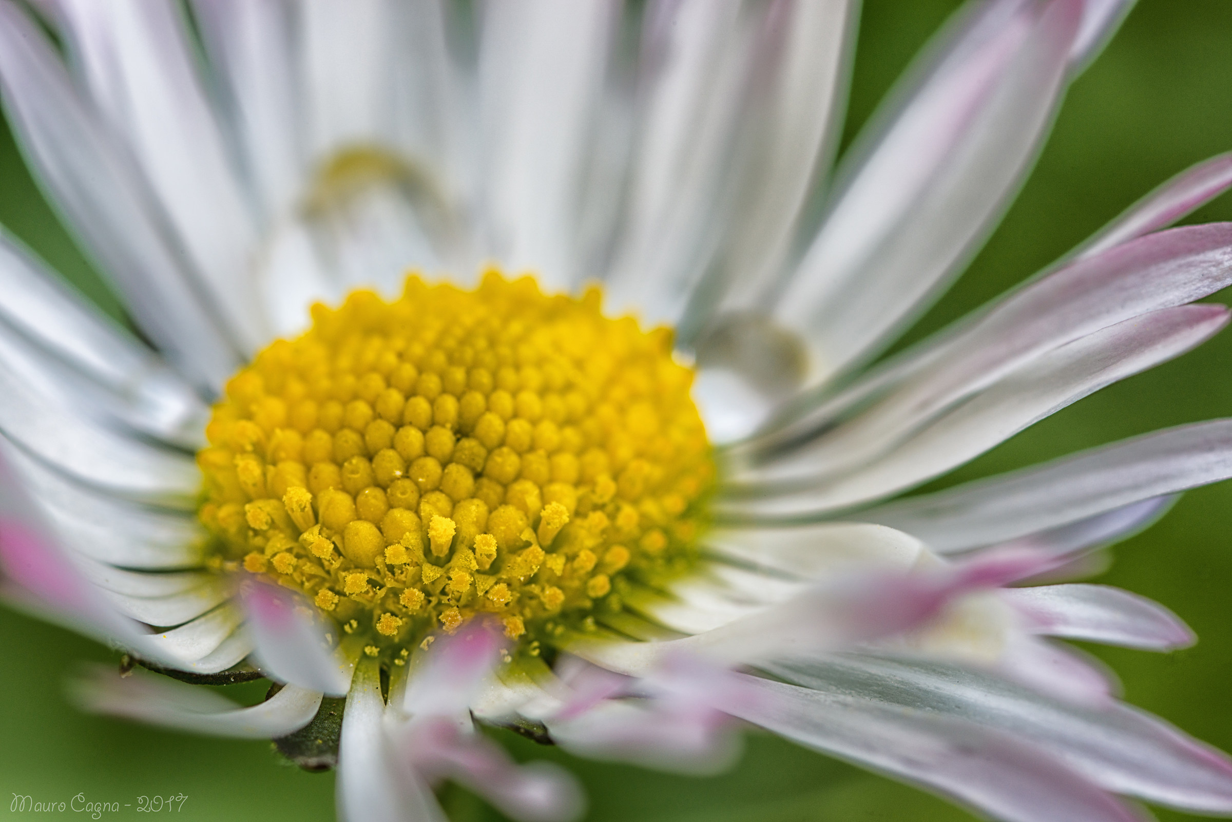 daisy detail...