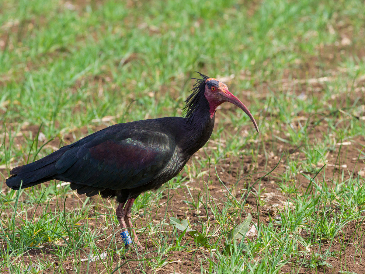 bald ibis...