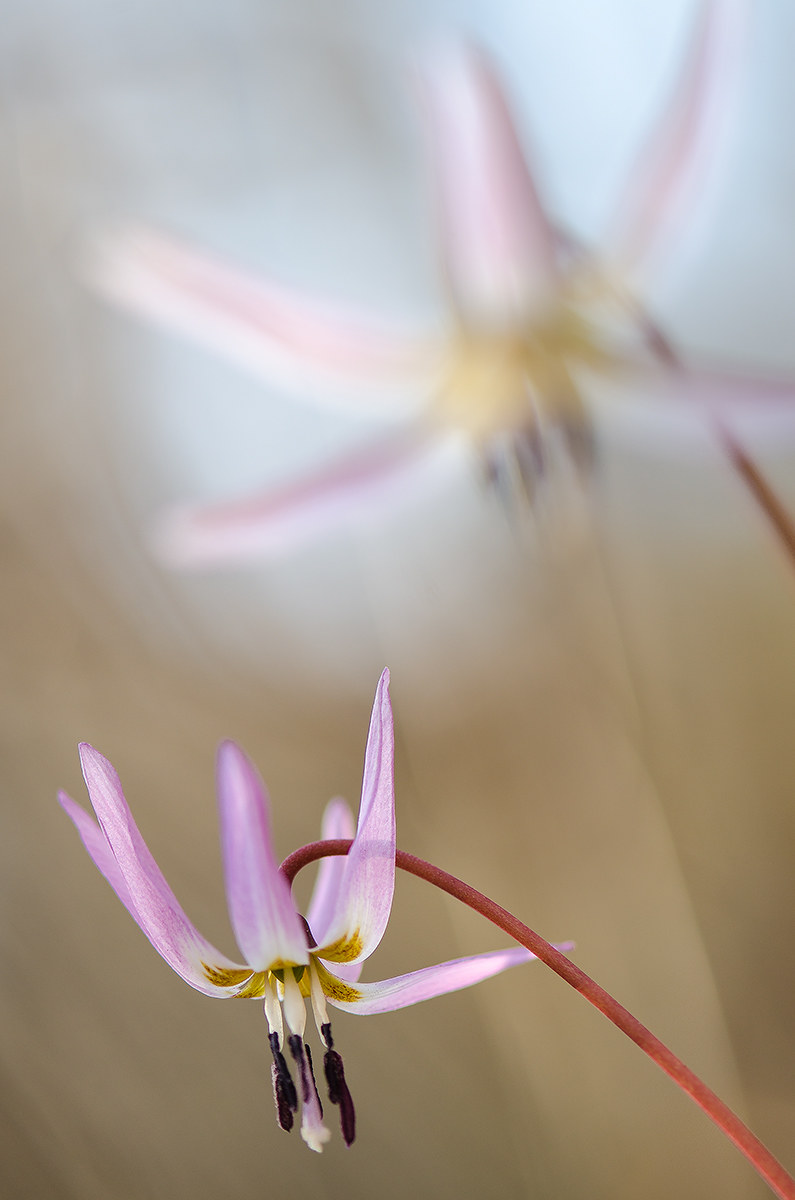 Erythronium dens-canis...