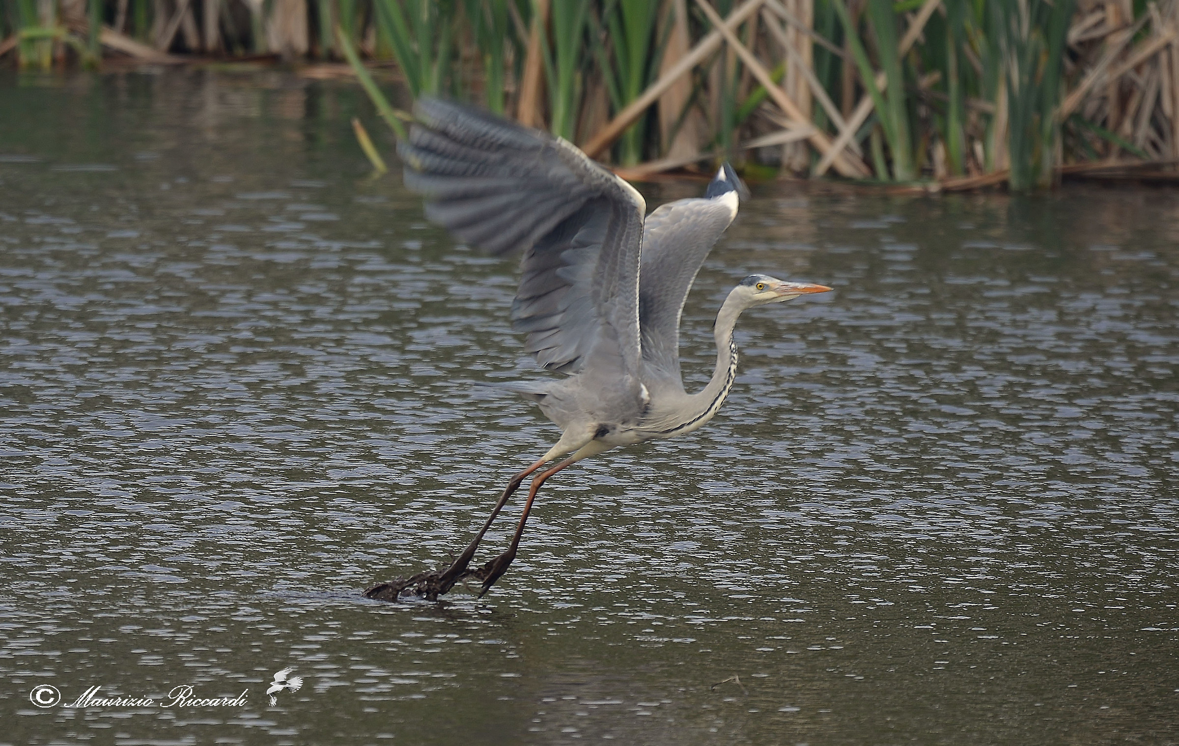 Gray Heron...