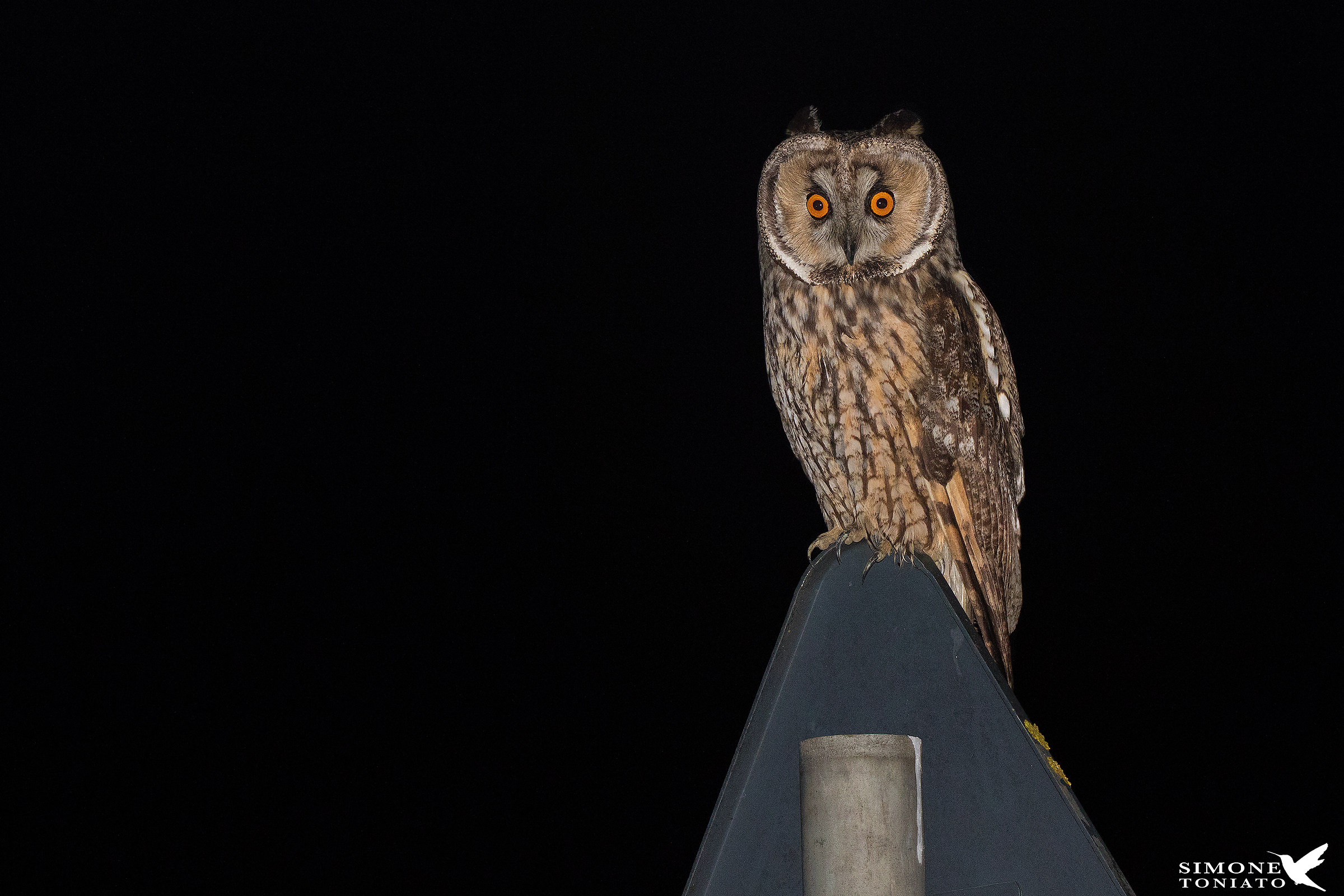 Long-eared Owl on sign - Gufello road...