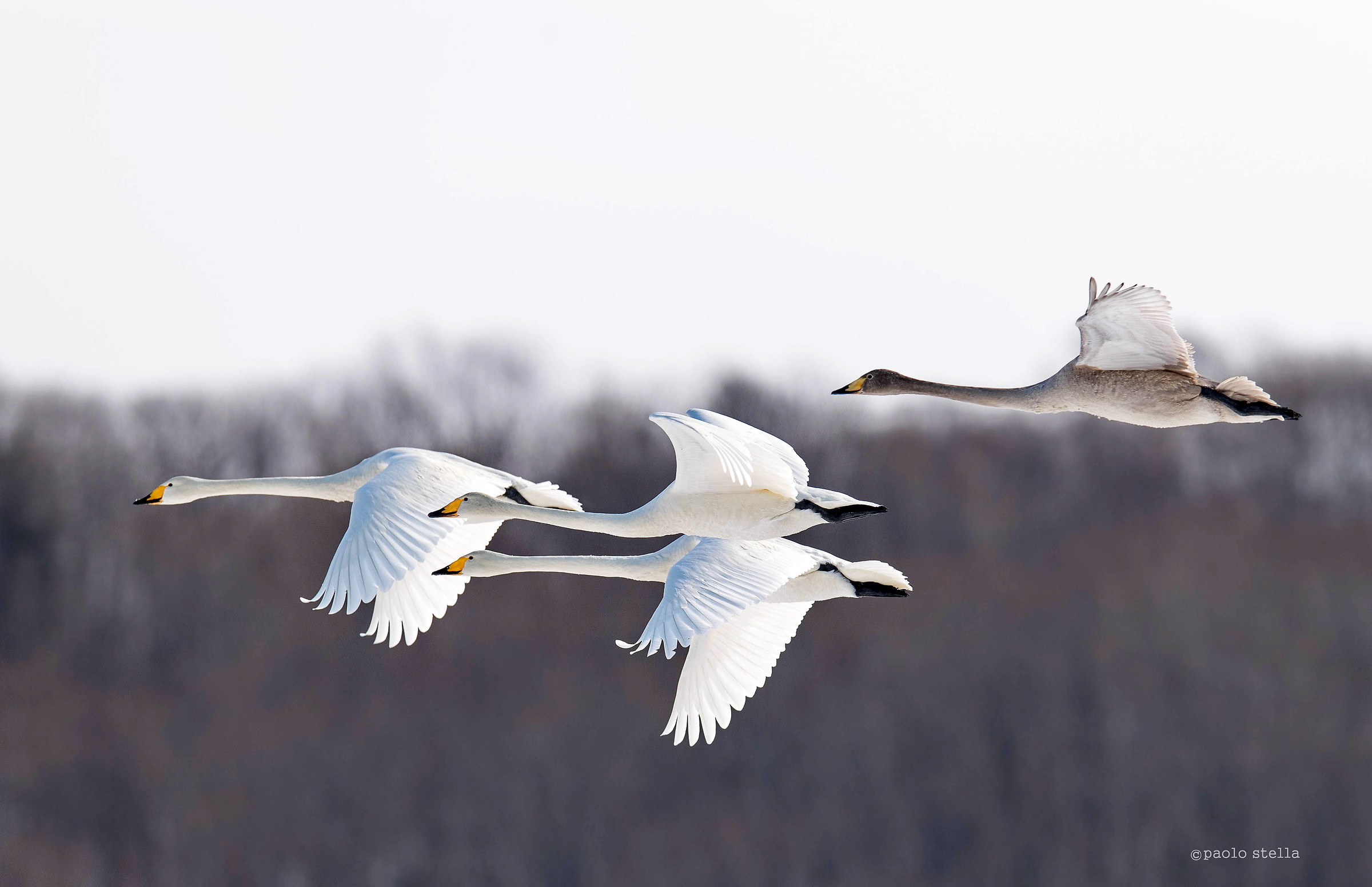wooper swan in flight...