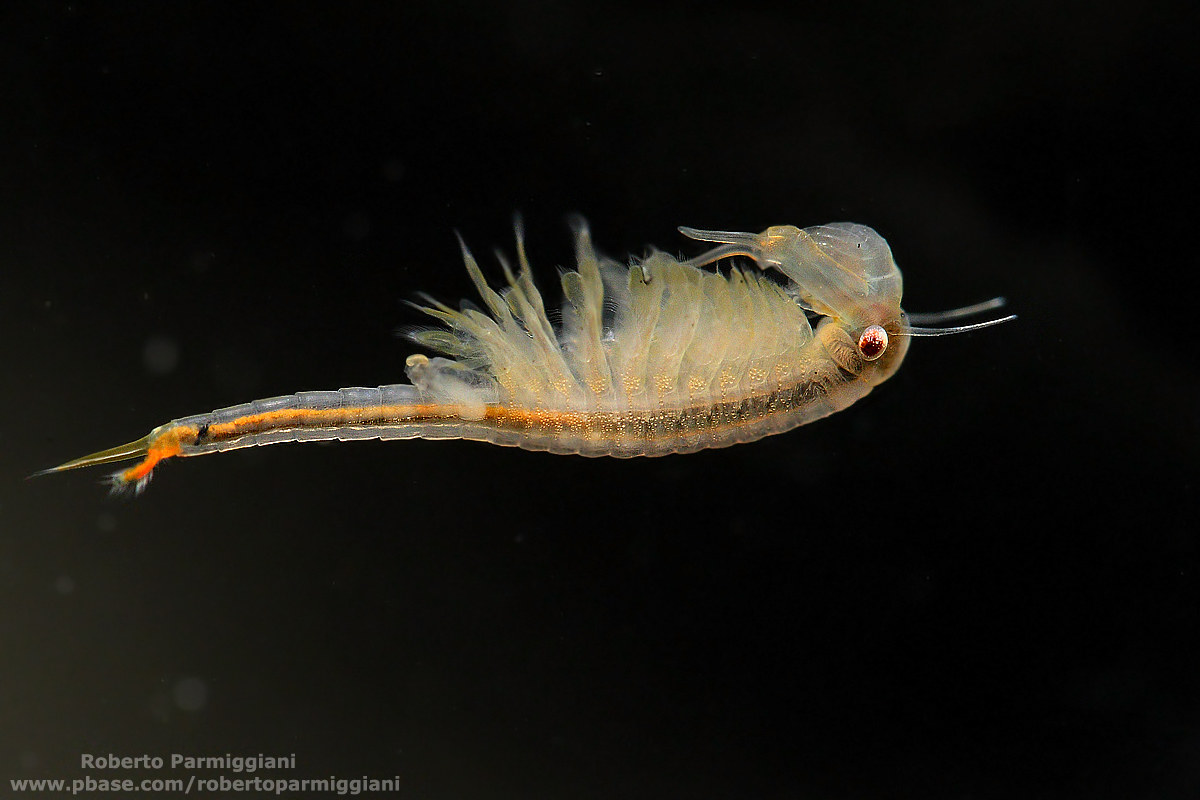 alien Creature...