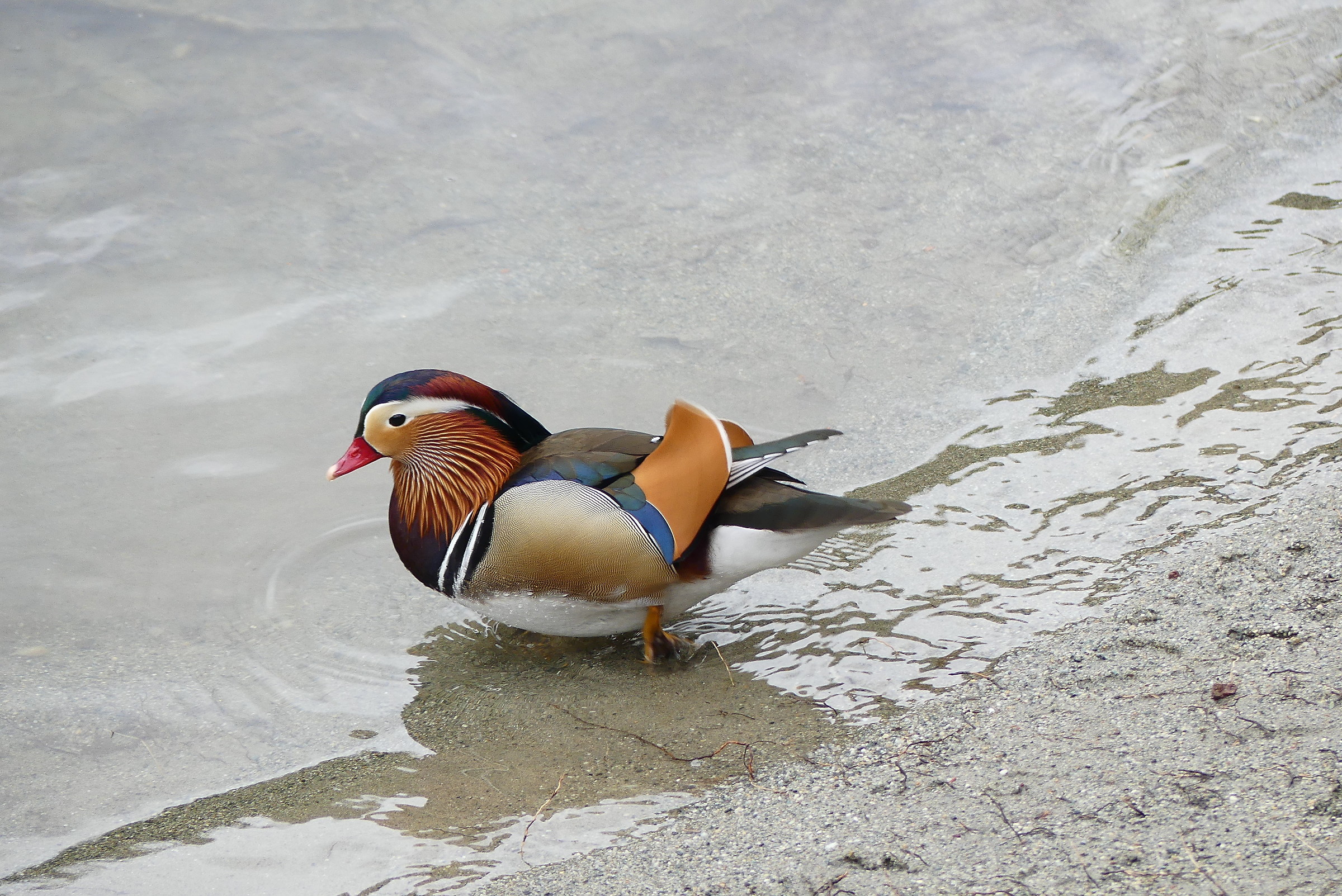 Mandarin Duck (Japan - China)...