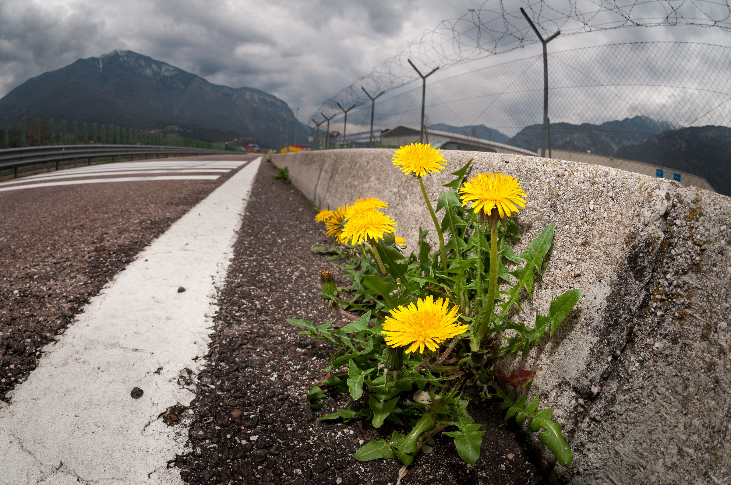 Plants Vs. cement...