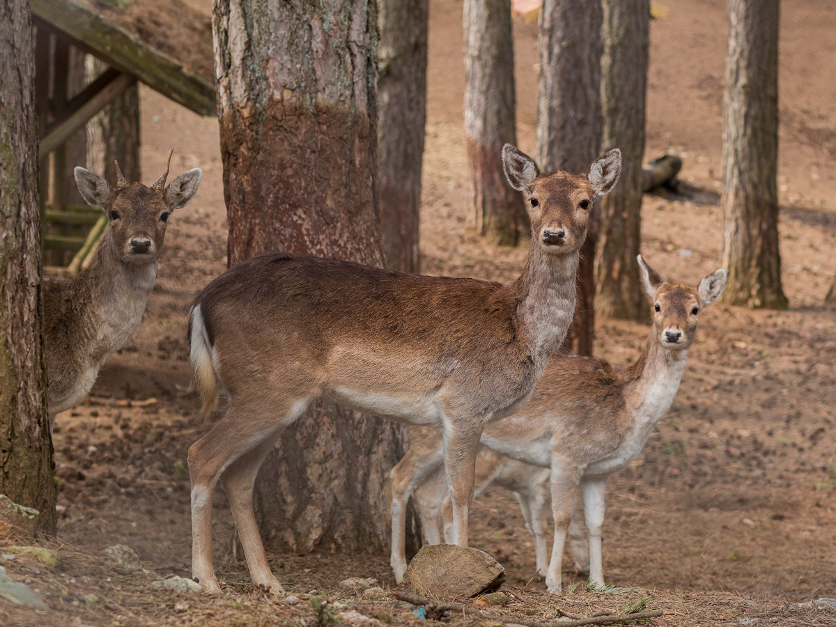 Fallow deer in the national park Della Sila...