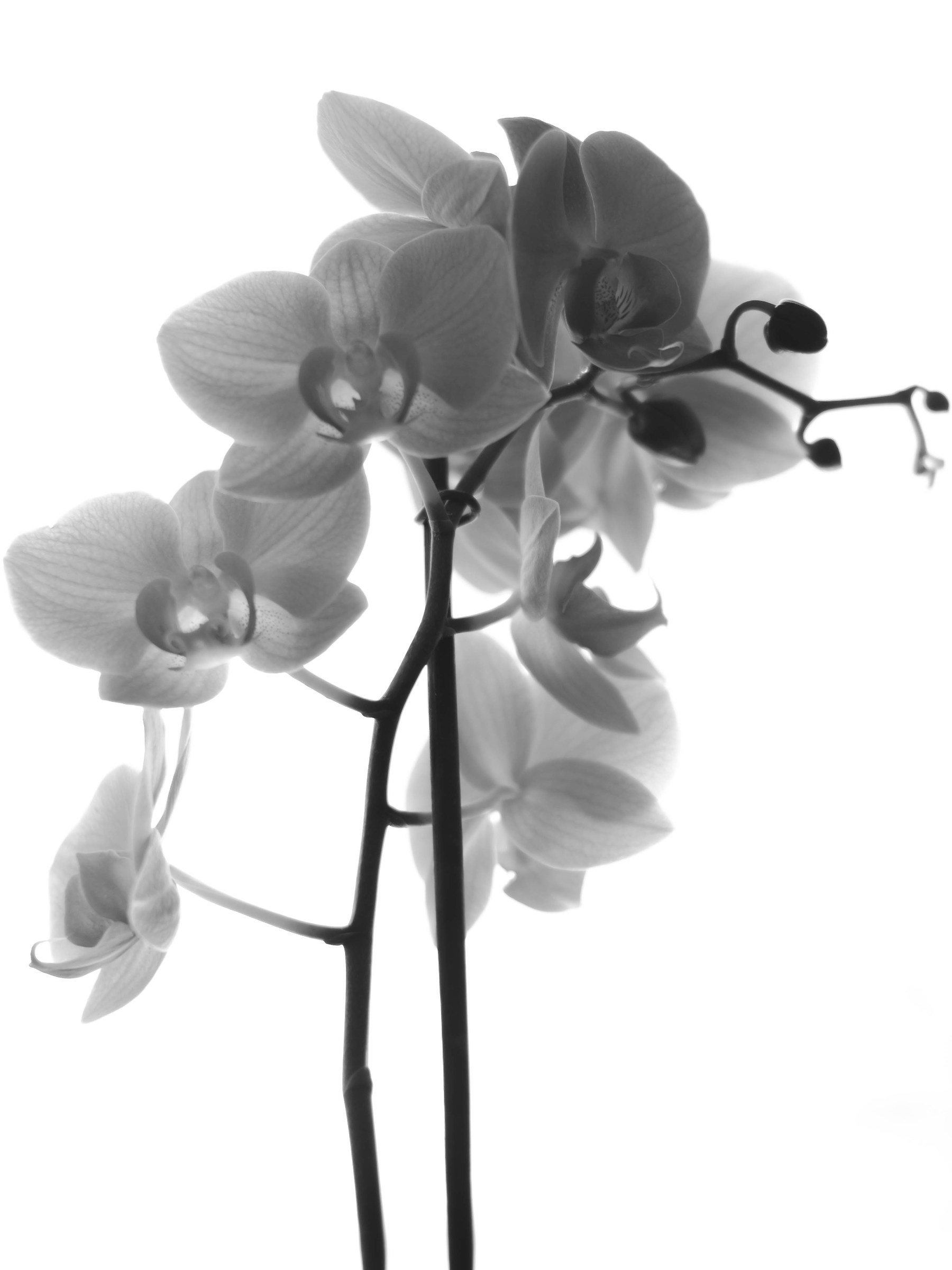 Orchidea B/N...