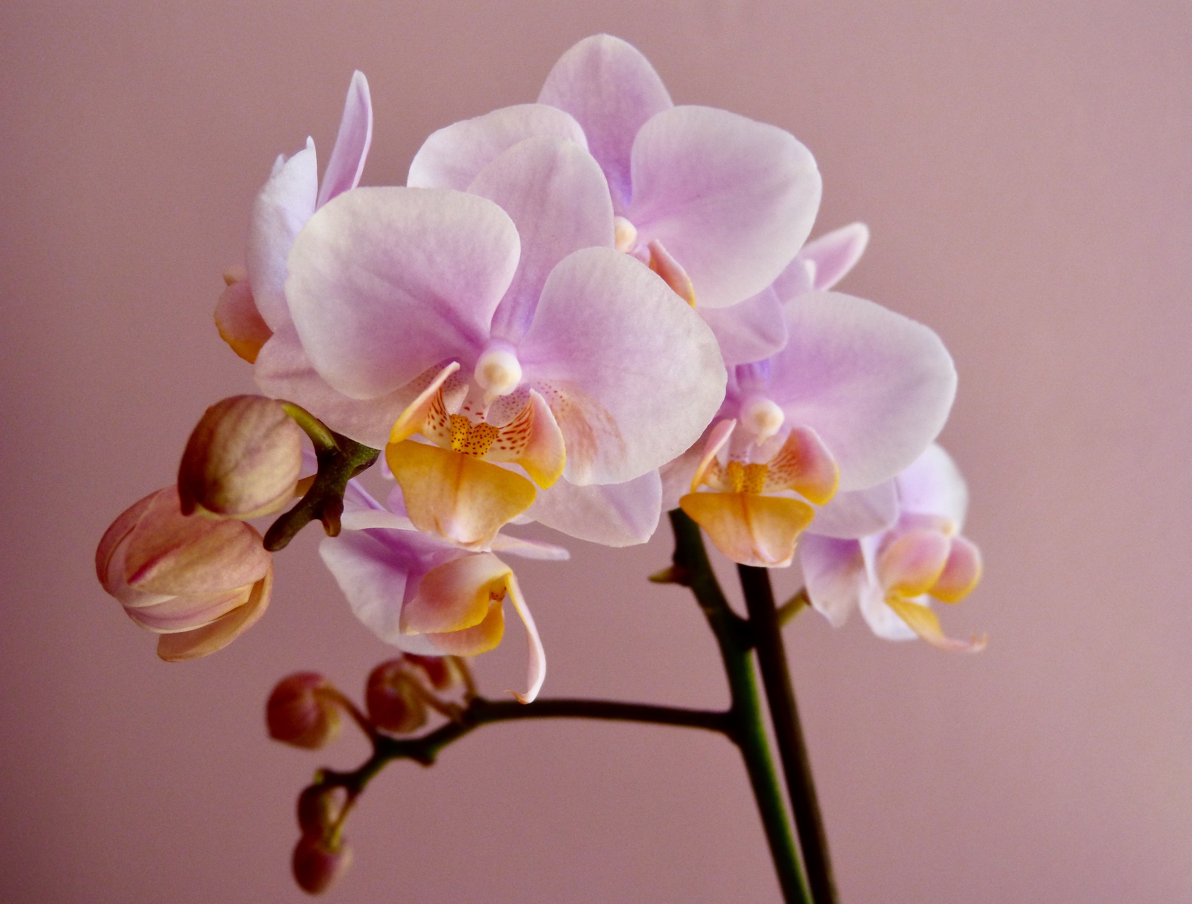 Phalaenopsis 3...